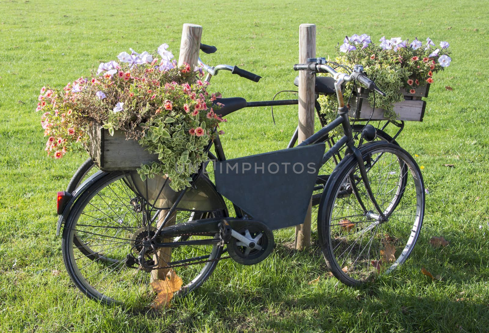 old bike with flowers on green grass