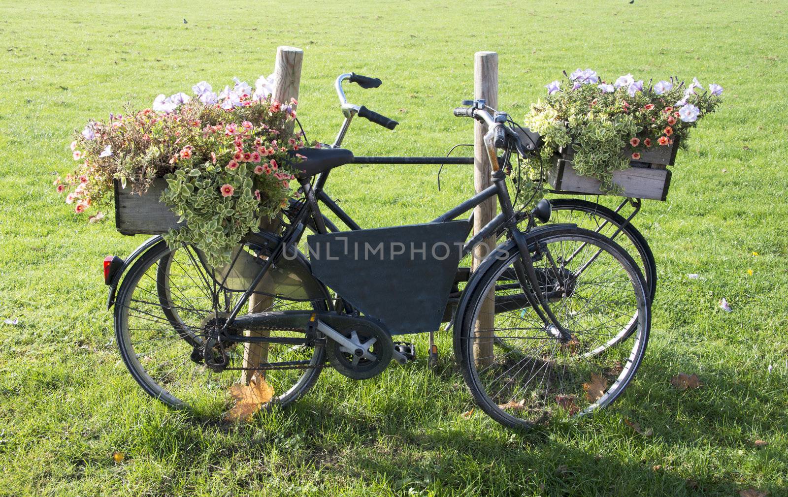 old bike with flowers on green grass