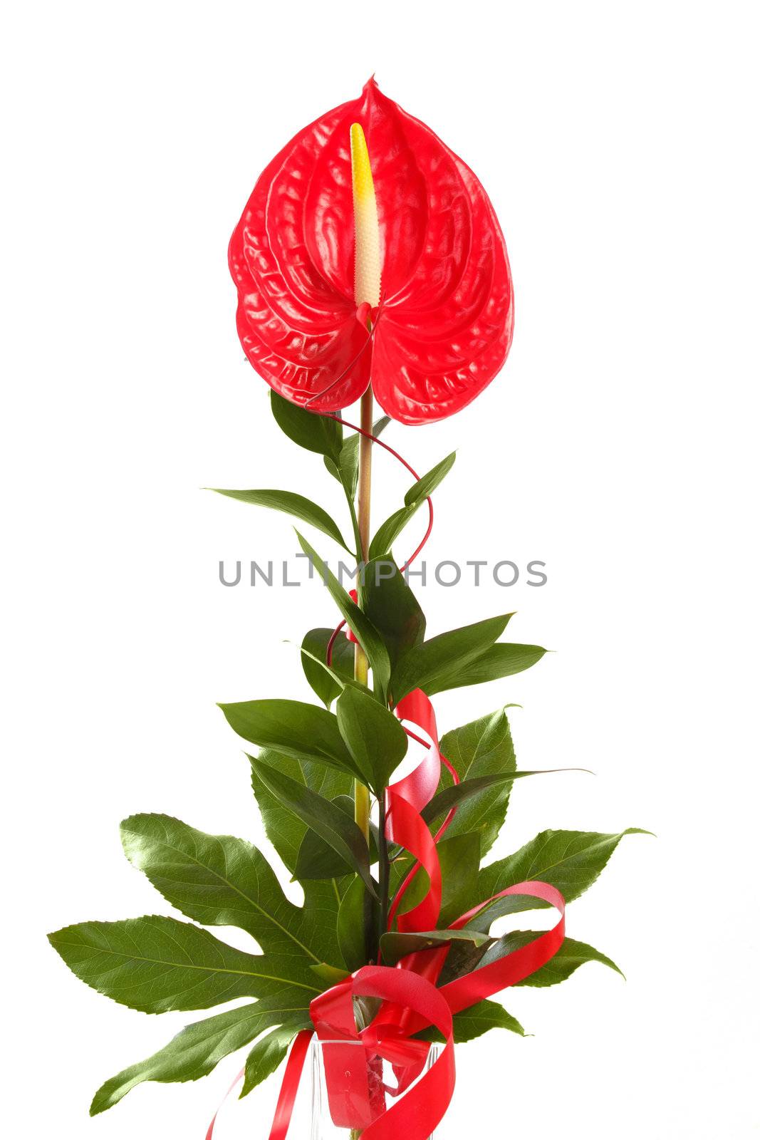 Red anthurium Flamingo Flower  Boy Flower on white 