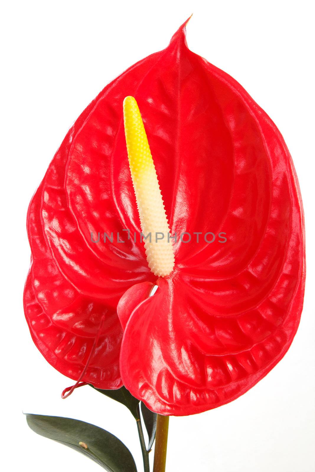 Red anthurium Flamingo Flower  Boy Flower on white 