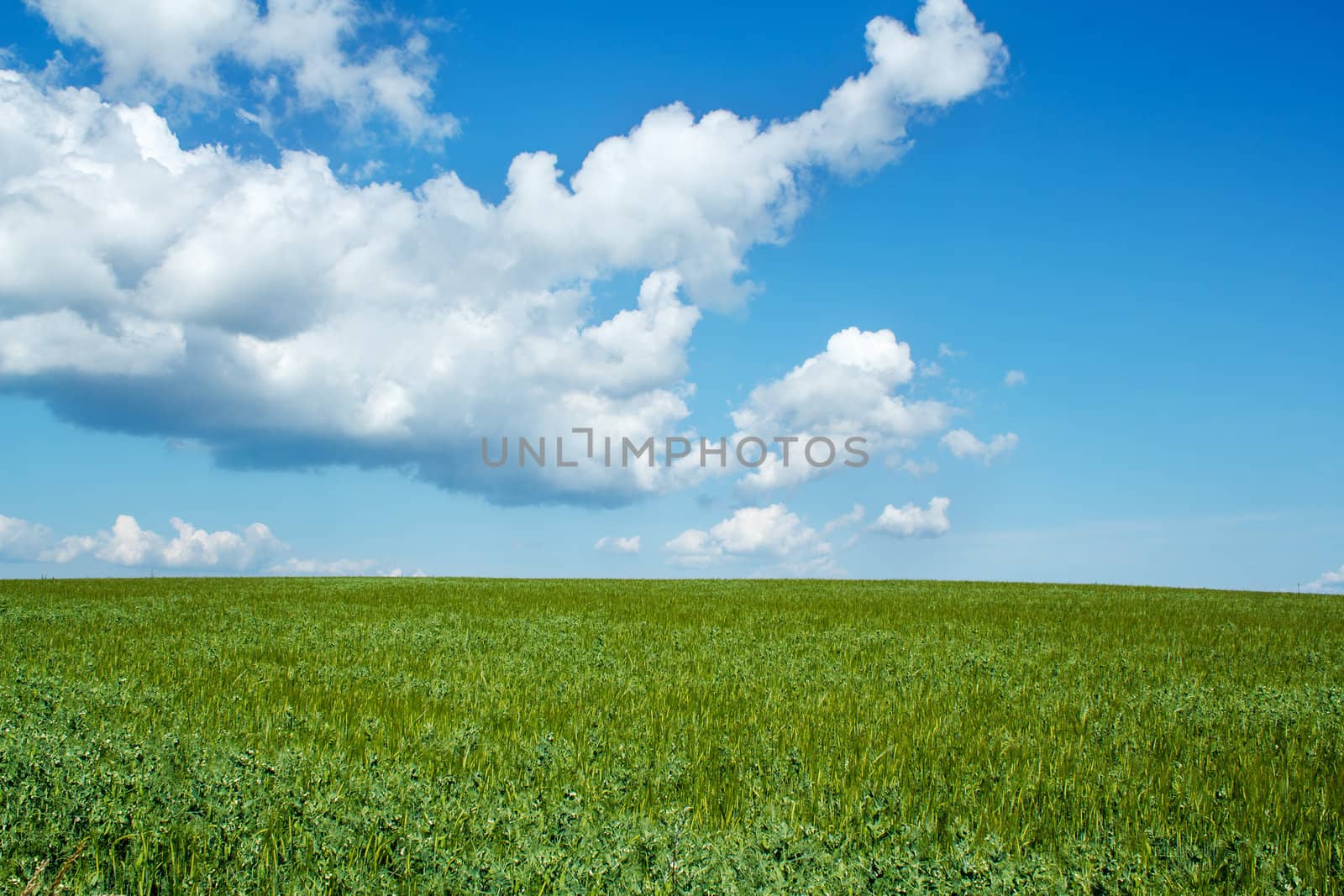 Beautiful summer rural landscape with green field and blue sky