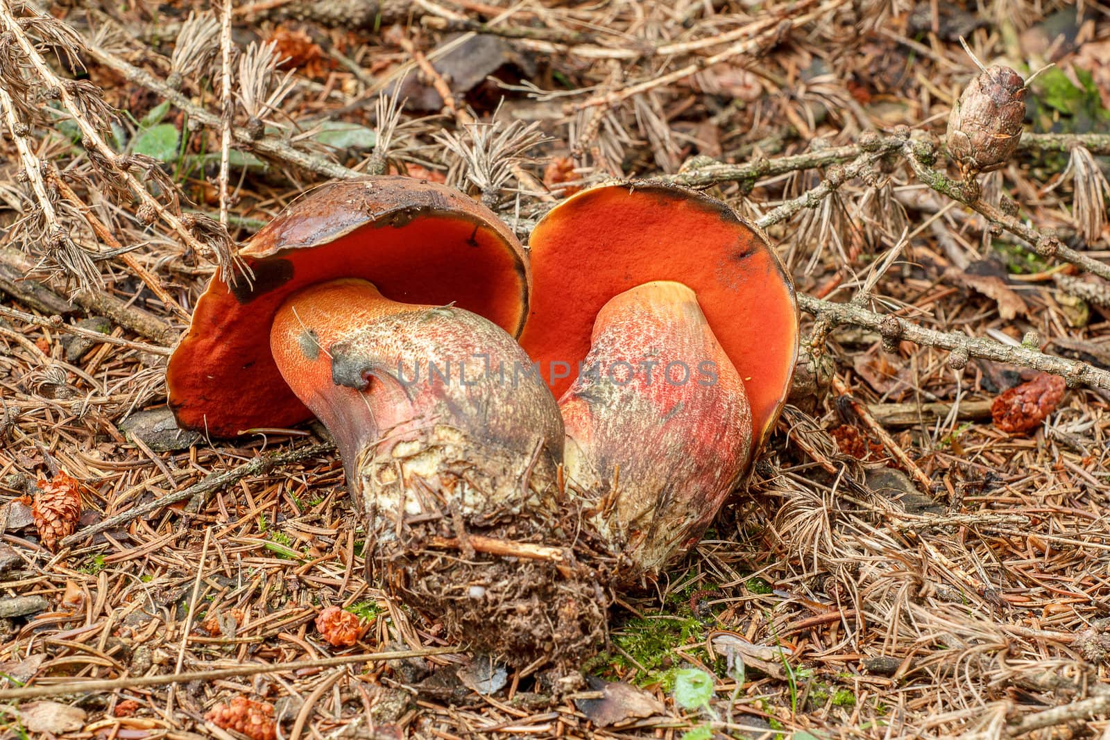 Red Boletus erythropus in summer forrest