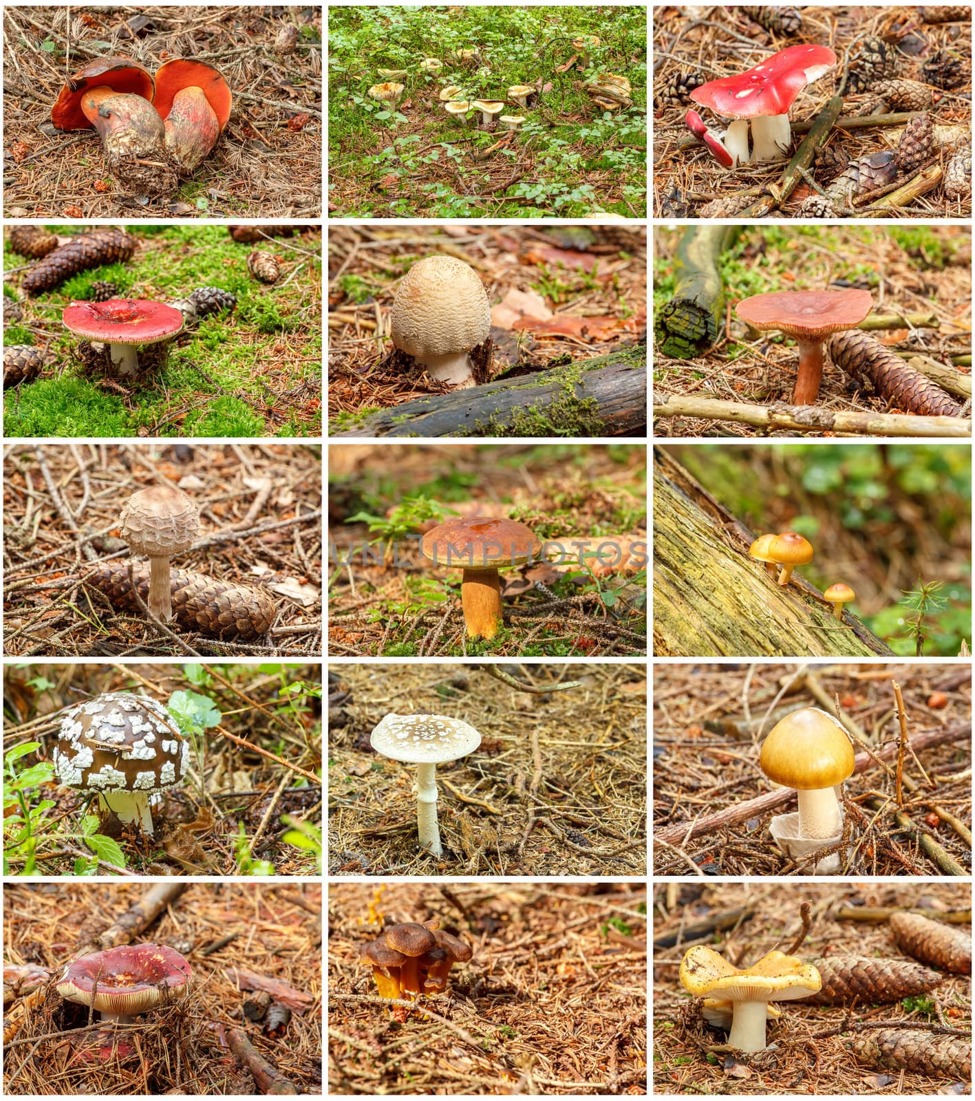 hi resolution twelve summer mushrooms in one collection