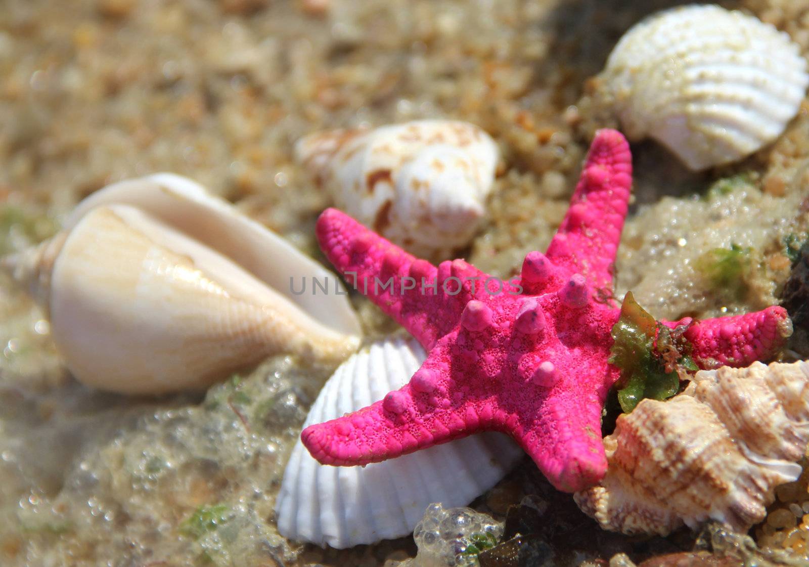 Pink starfish and shells on the beach by tanouchka