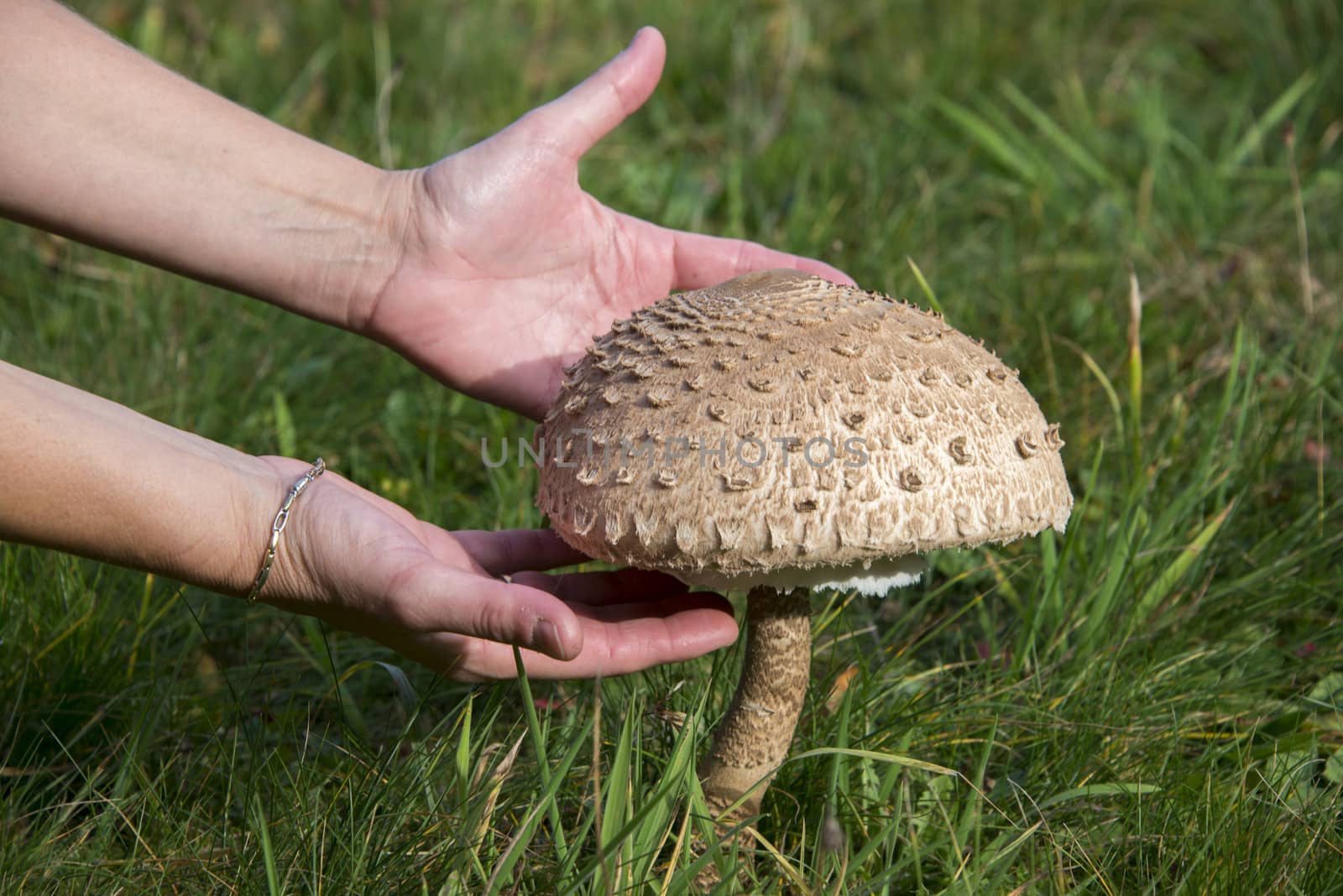 Giant parasol mushroom umbrella - Macrolepiota procera