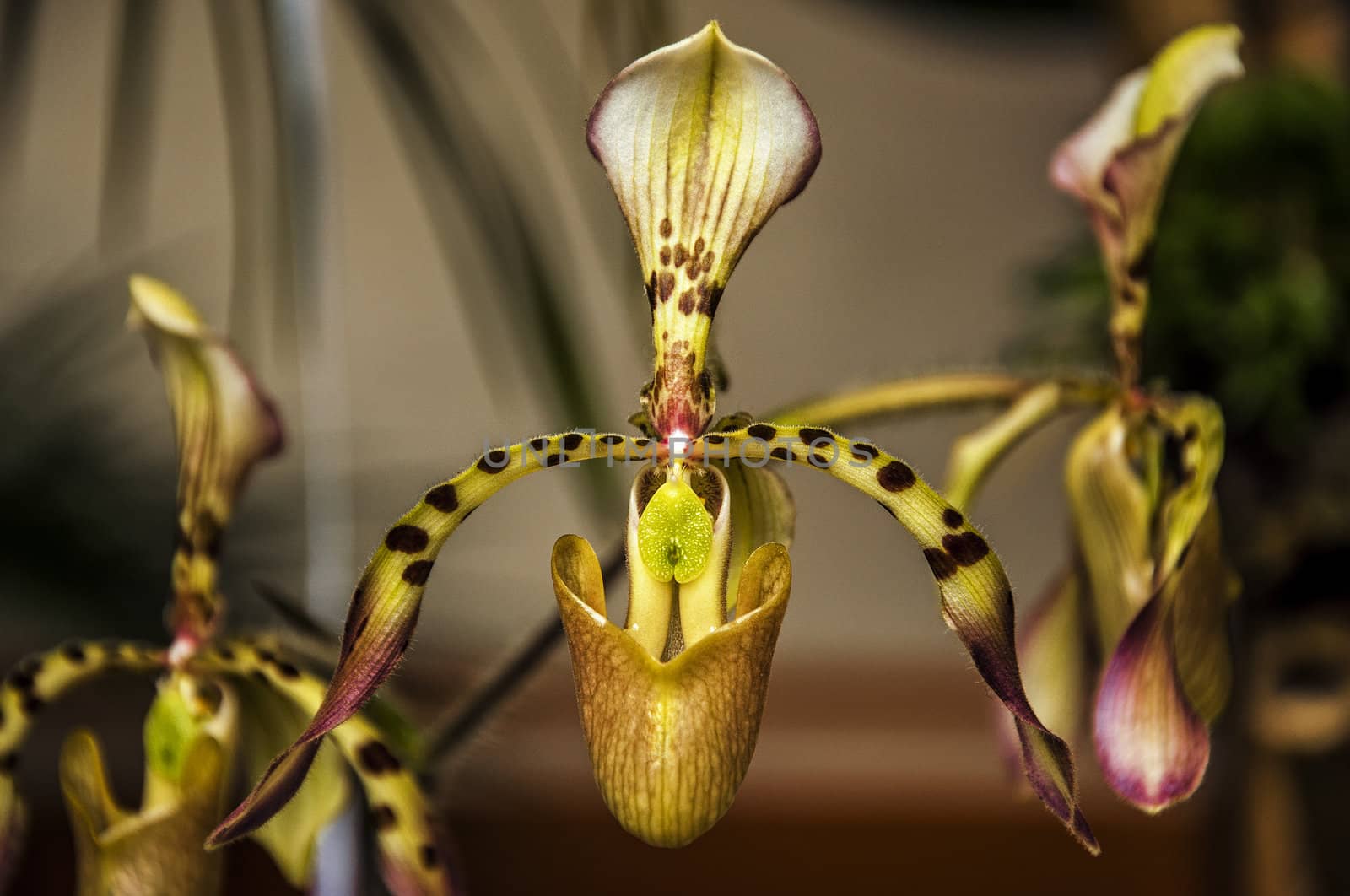 A closeup of a paphiopedilum haynaldianum orchid.