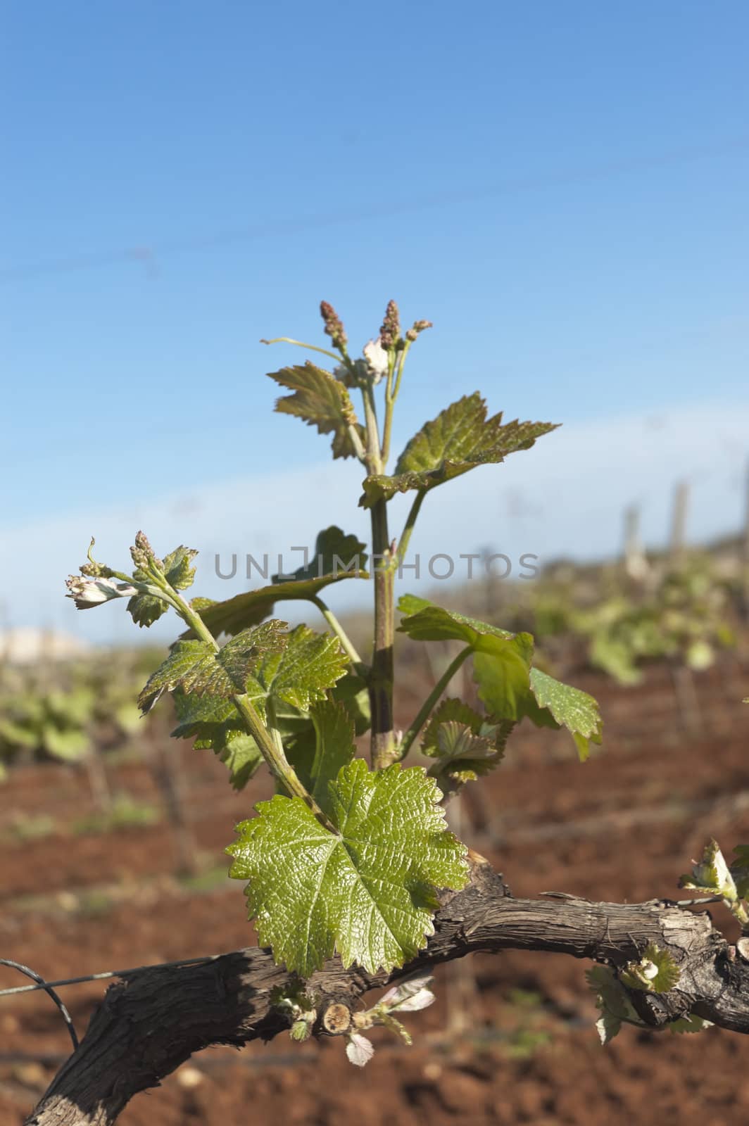 Spring bud break in the vineyards of Borba, Alentejo, Portugal