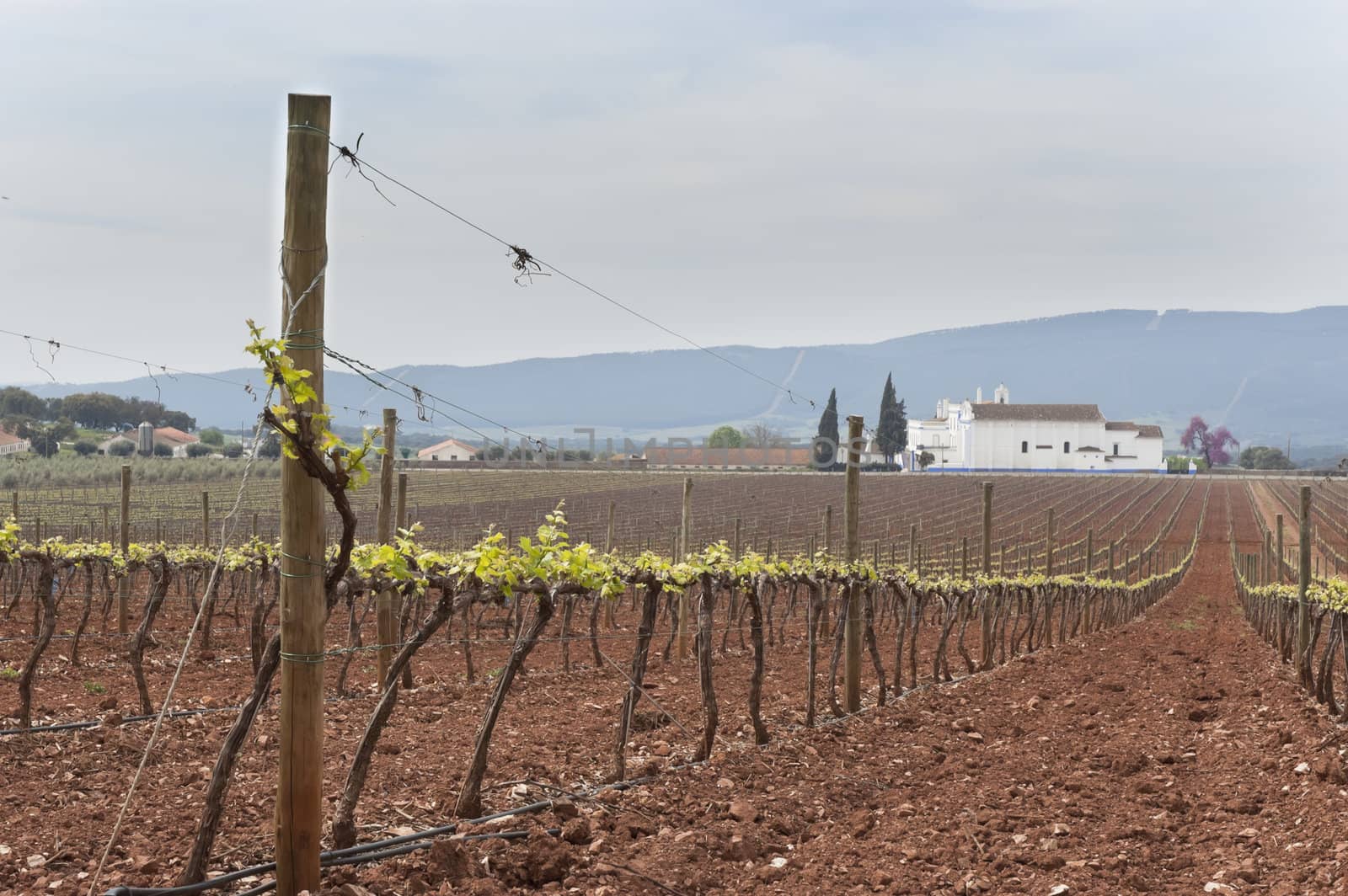 Vineyard bud break by mrfotos