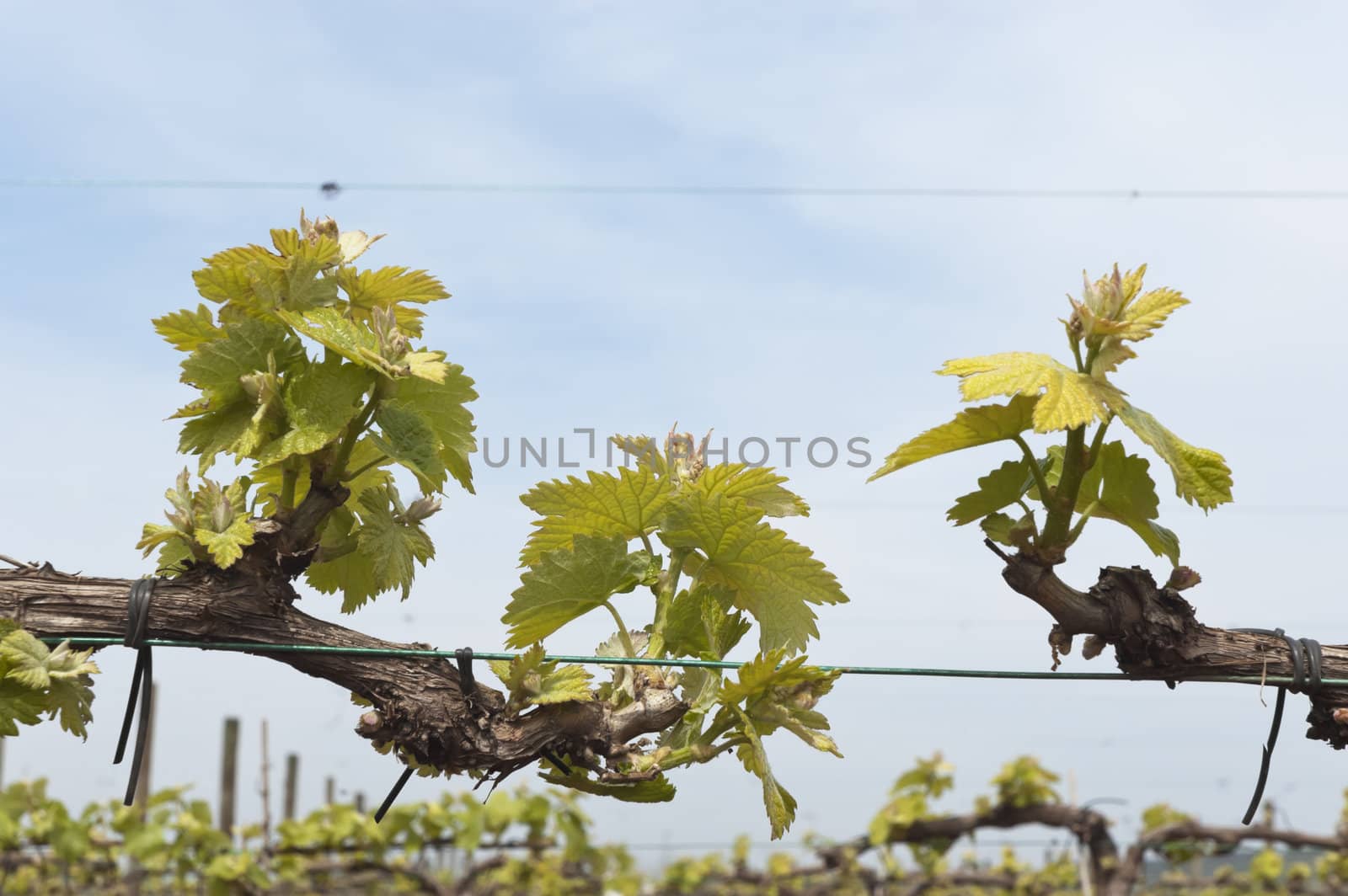 Spring bud break in the vineyards of Borba, Alentejo, Portugal