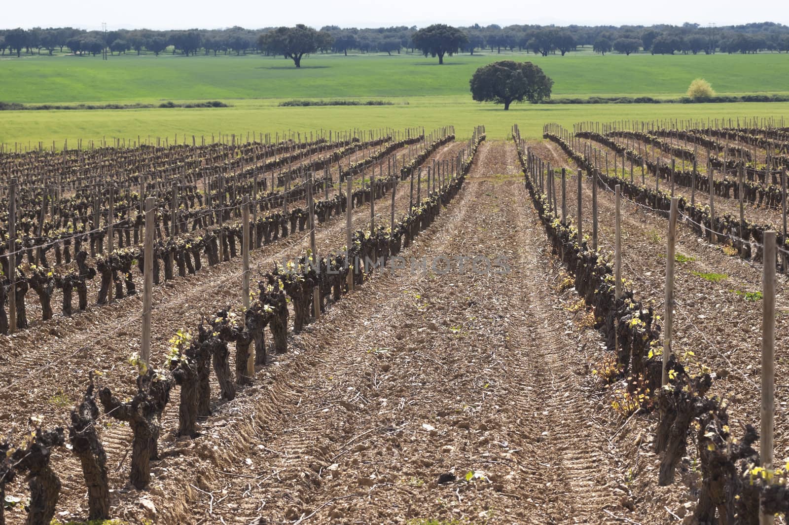 Vineyard bud break by mrfotos