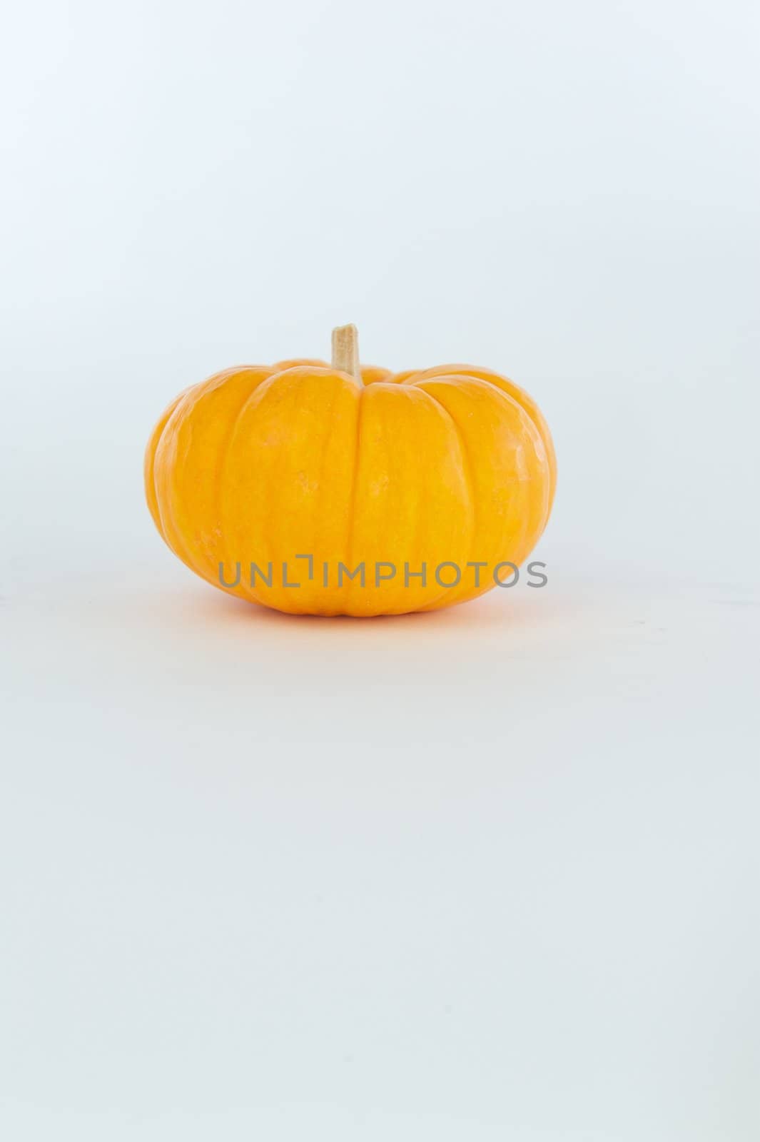 Small ornamental pumpkin with a light colored stem isolated on a white background