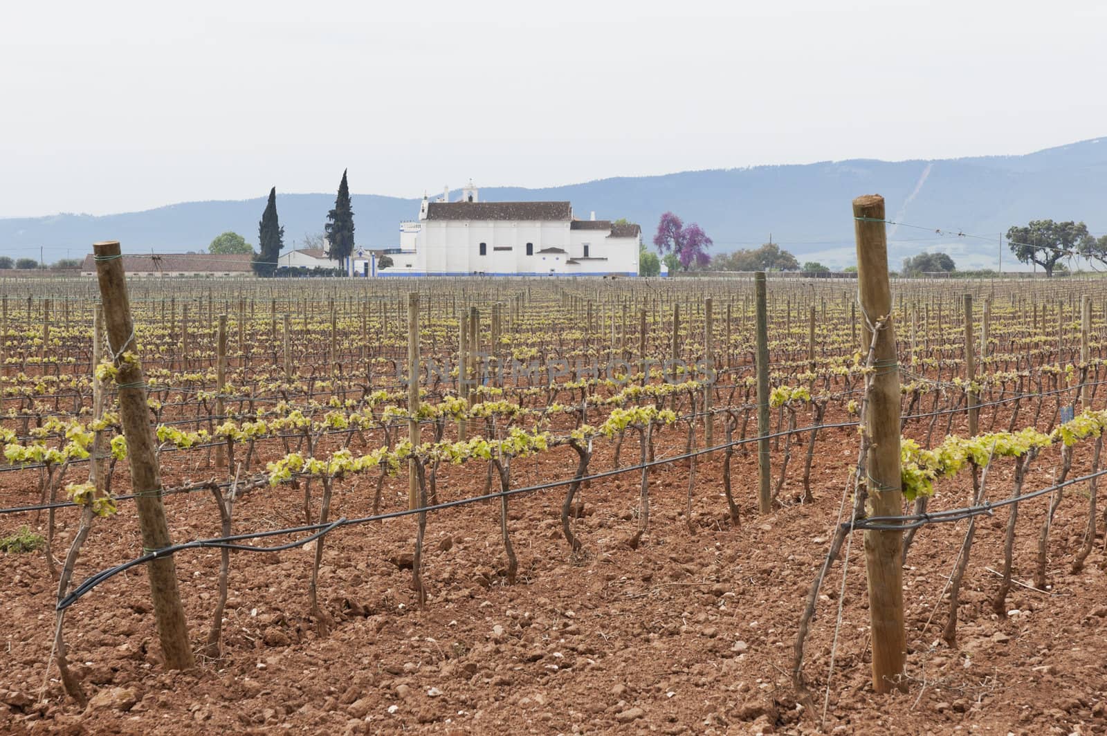 Spring bud break in the vineyards of Borba, Alentejo, Portugal