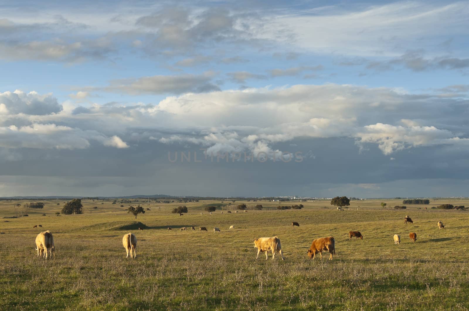 Herd of cows in the fields of Alentejo, Portugal