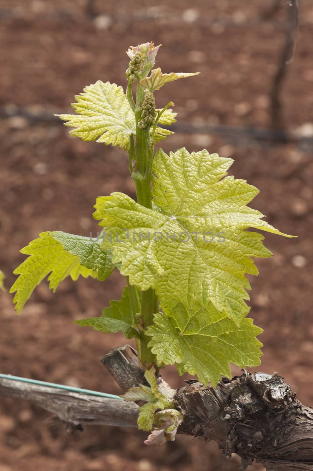 Spring bud break in the vineyards of Borba, Alentejo, Portugal