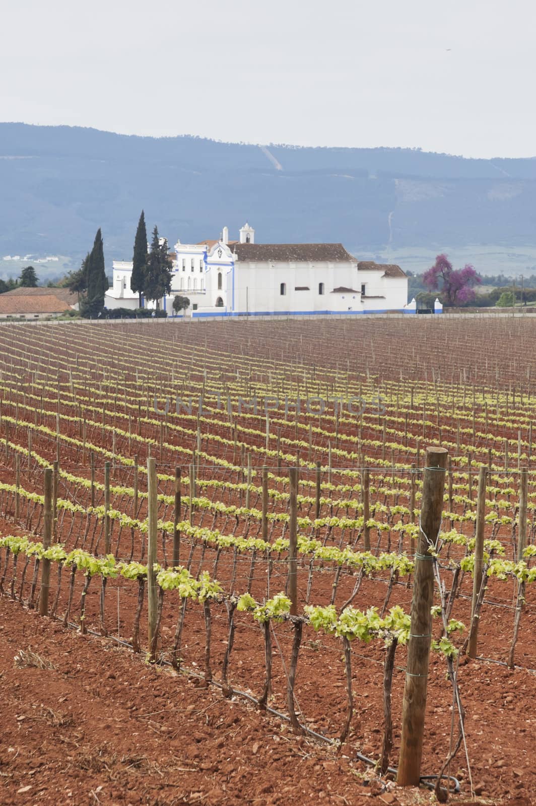 Spring bud break in the vineyards of Borba, Alentejo, Portugal