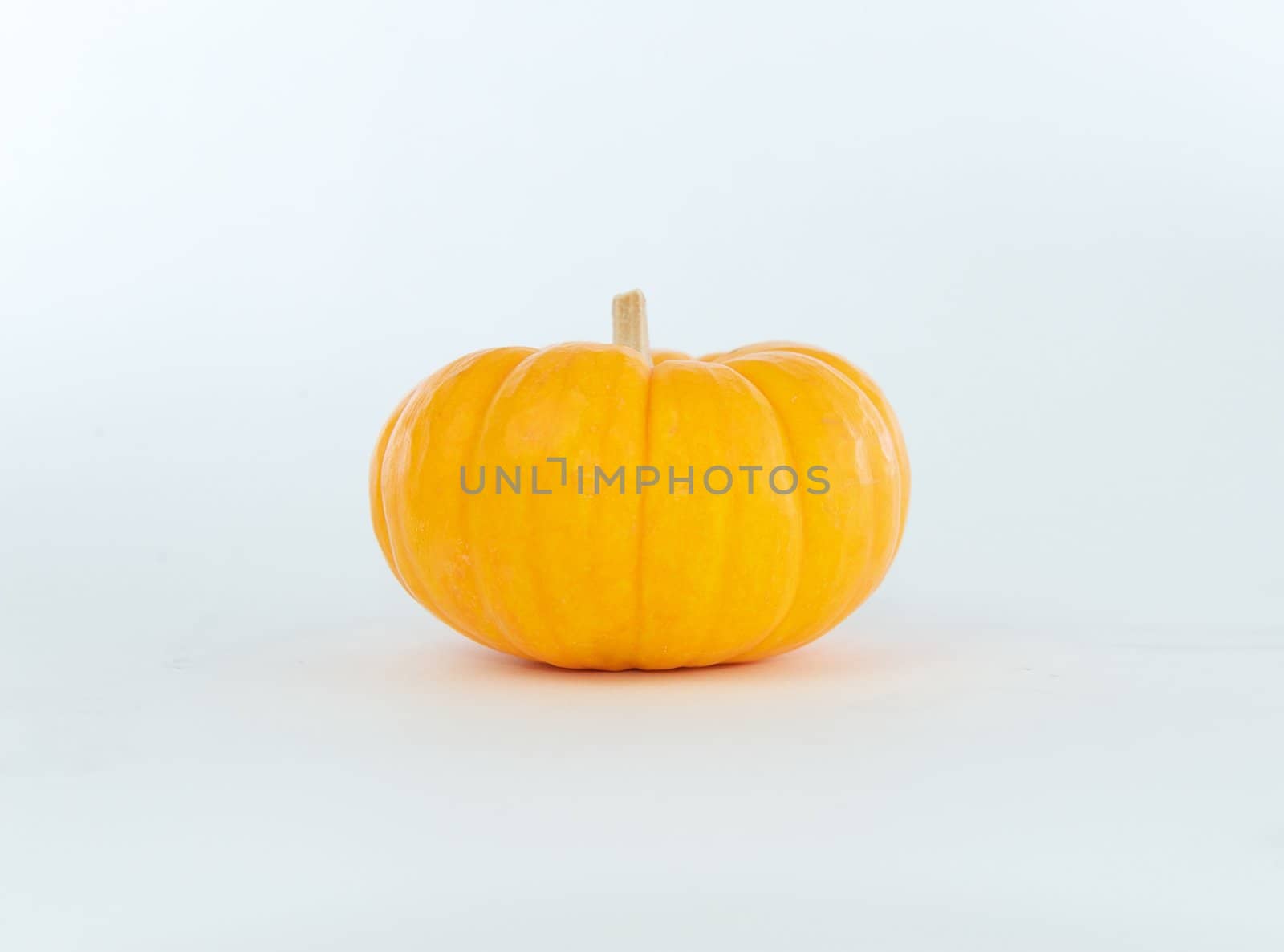 Small ornamental pumpkin with a light colored stem isolated on a white background