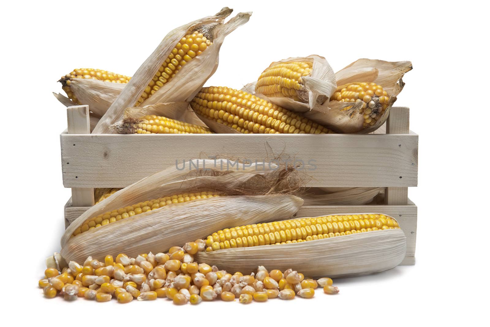 Wooden crate full of corn ears isolated on a white background