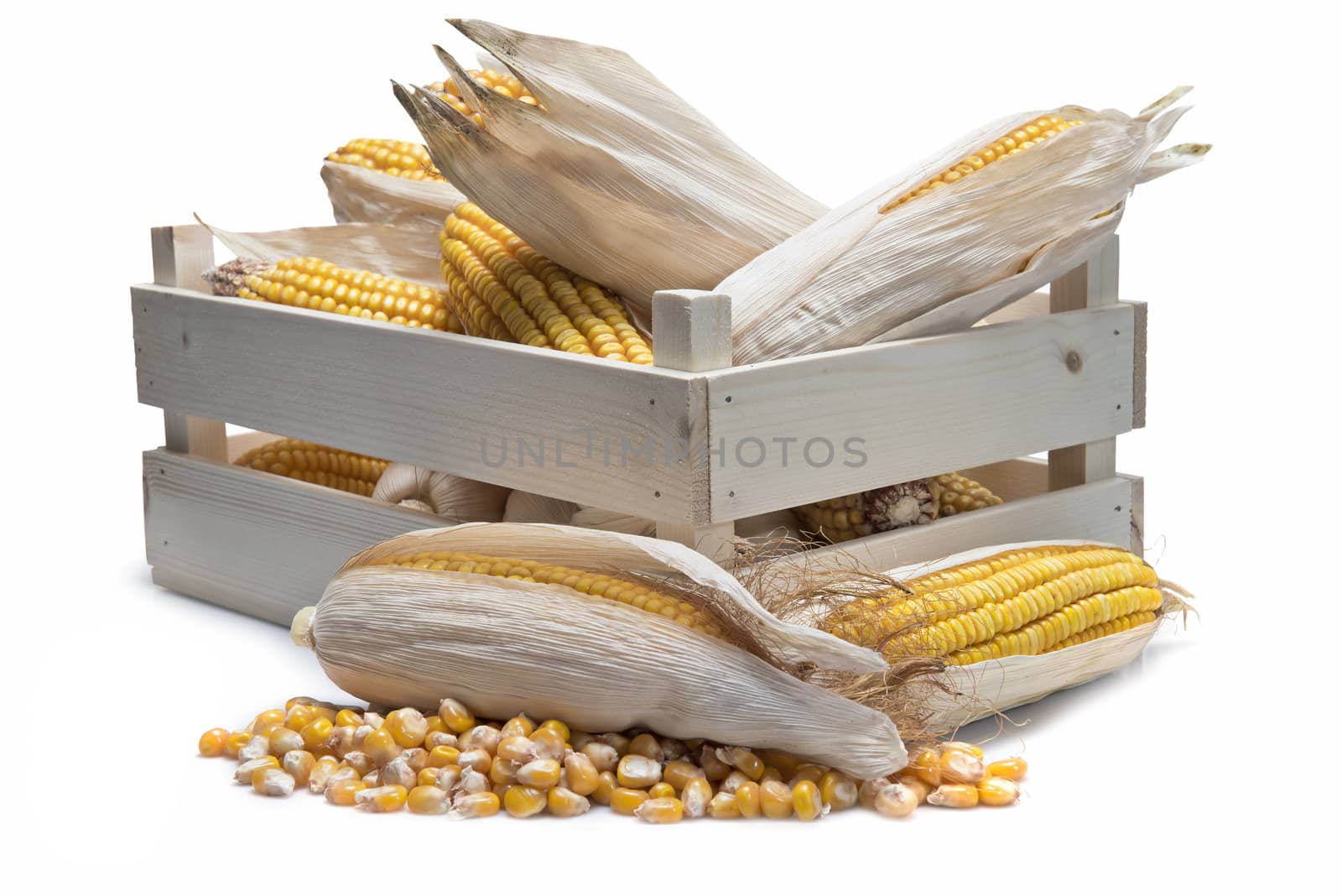 Wooden crate full of corn ears isolated on a white background