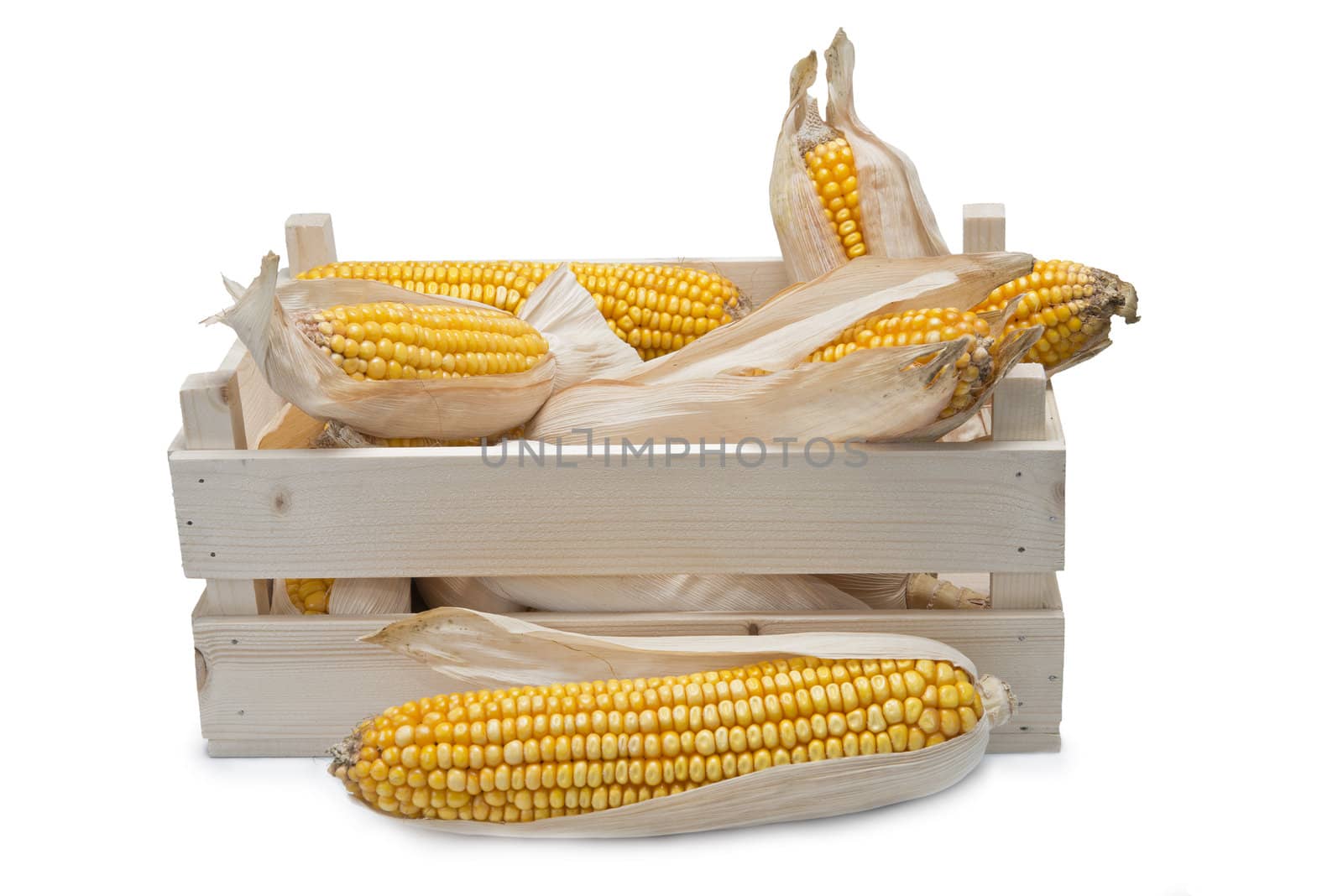 Wooden crate full of corn ears isolated on a white background