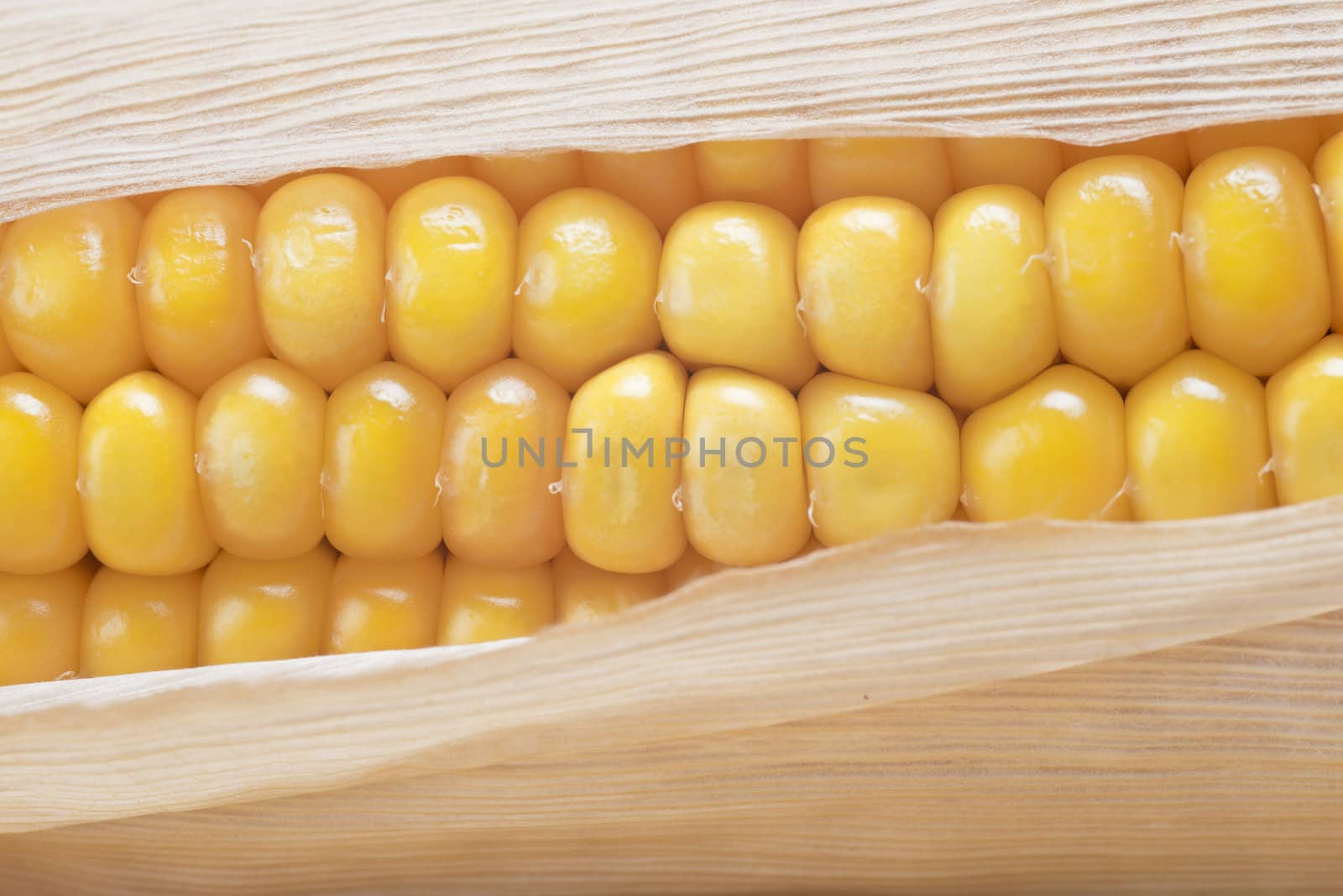 Closeup from some dried corn ears showing the kernels with good detail