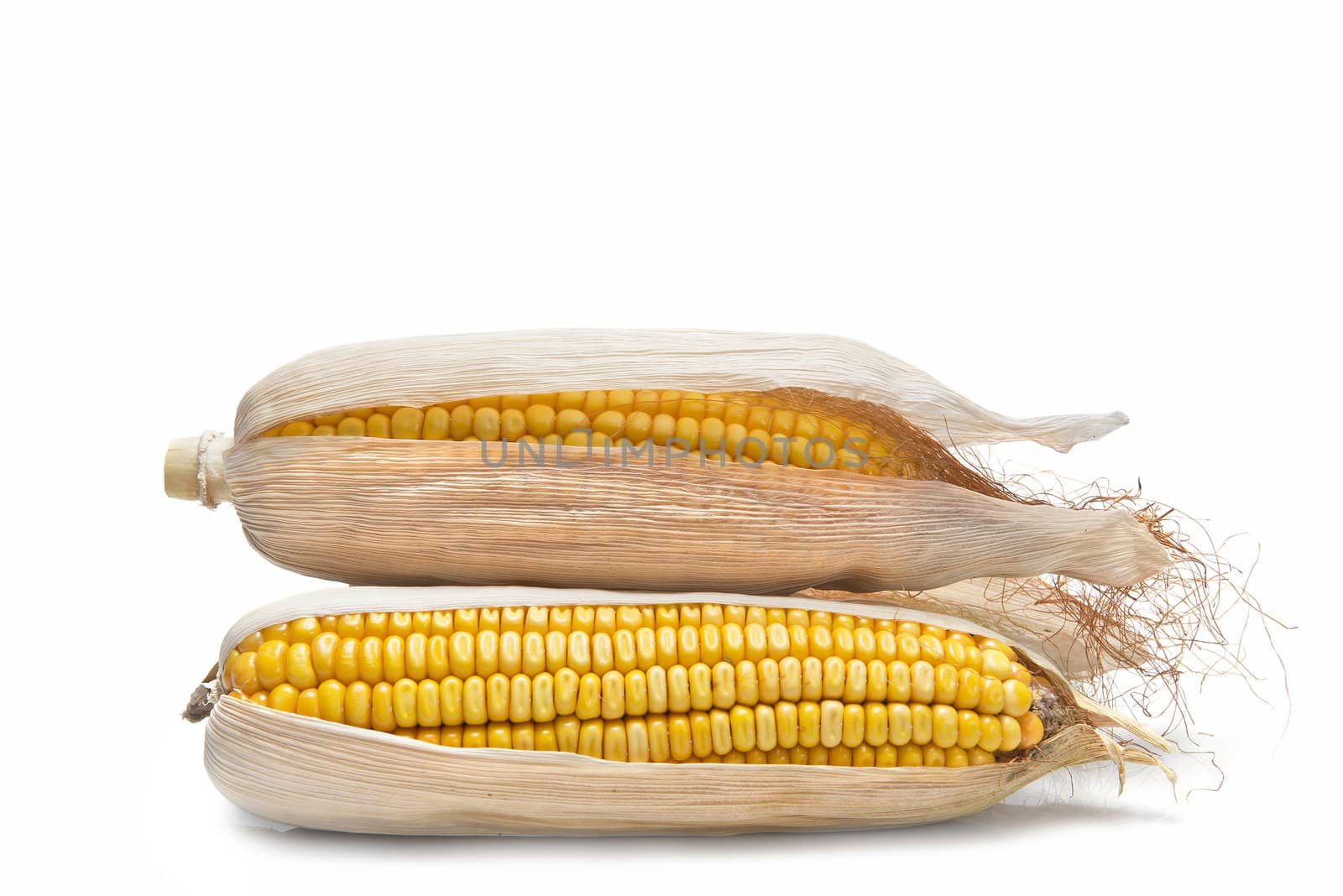 Corn ears on a white background by angelsimon