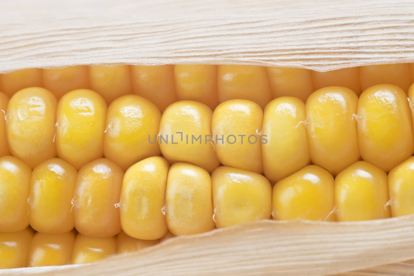 Closeup from some dried corn ears showing the kernels with good detail