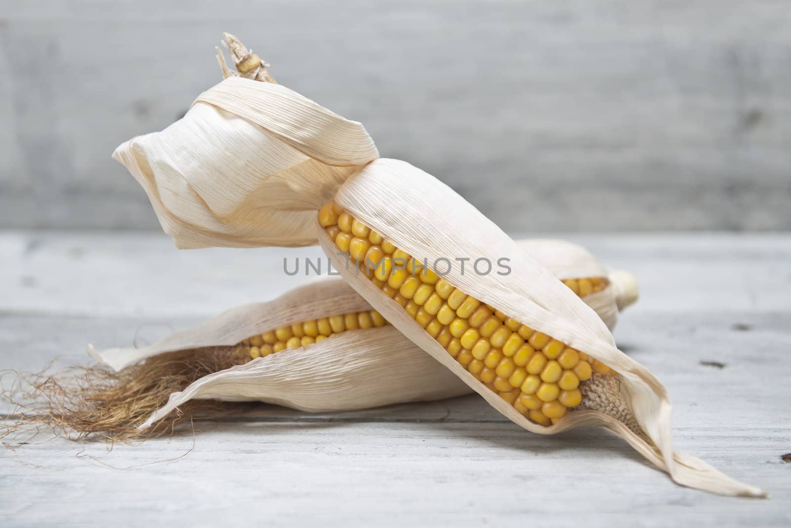 Dried corn ears on an old wooden background