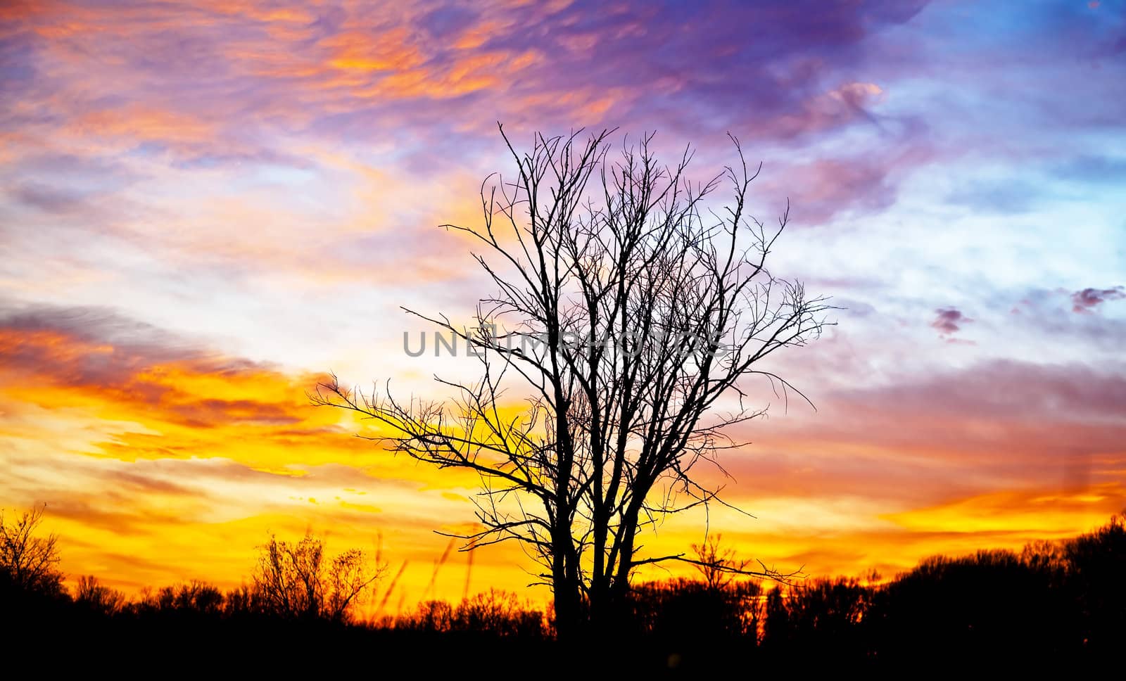 Black silhouette of a lone tree with a beautiful sunset. Landscape in the contre.