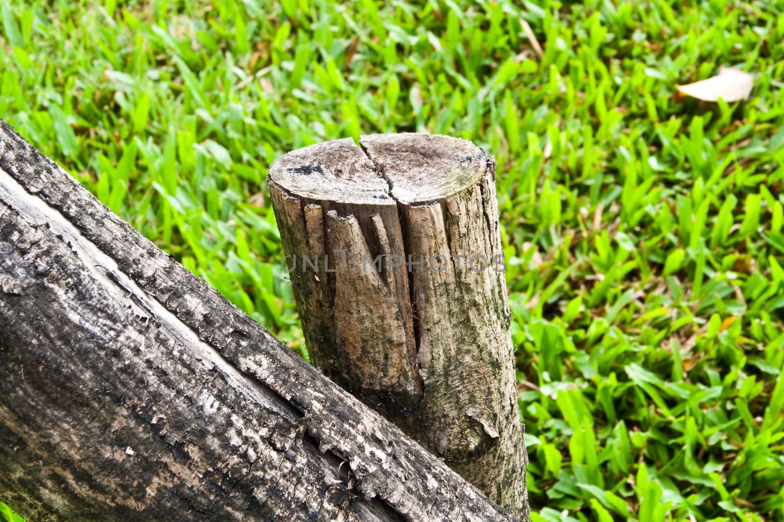 Old Timber detail on green grass background.