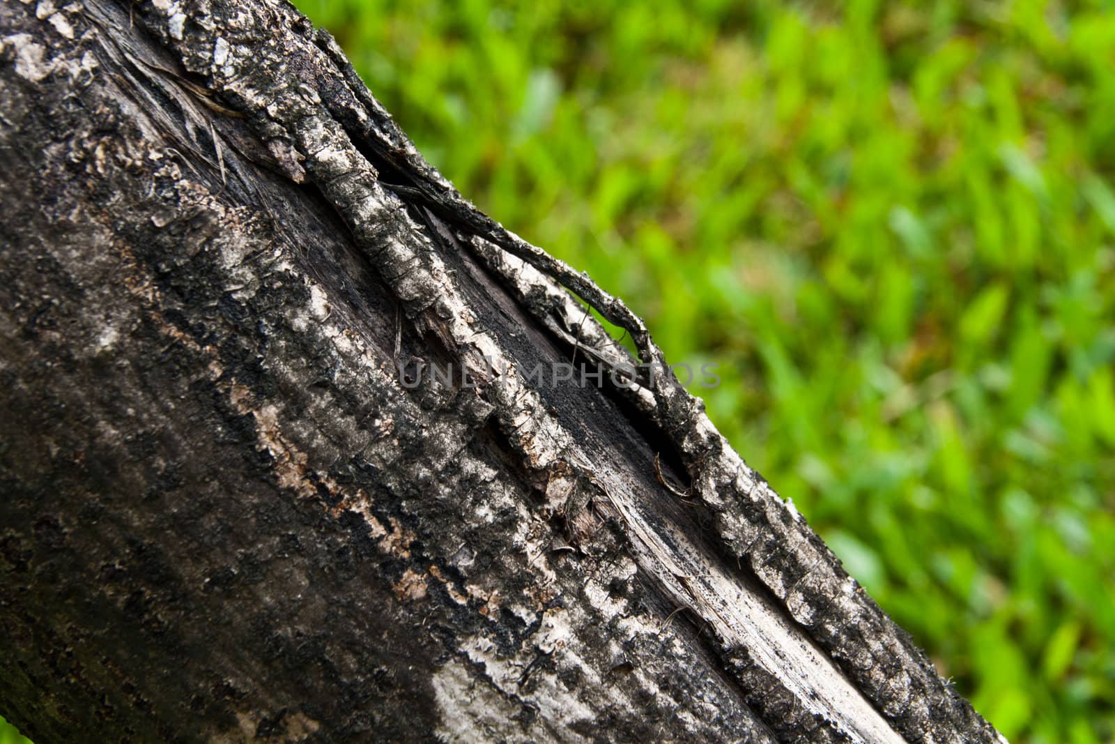 Old Timber detail on green grass background.