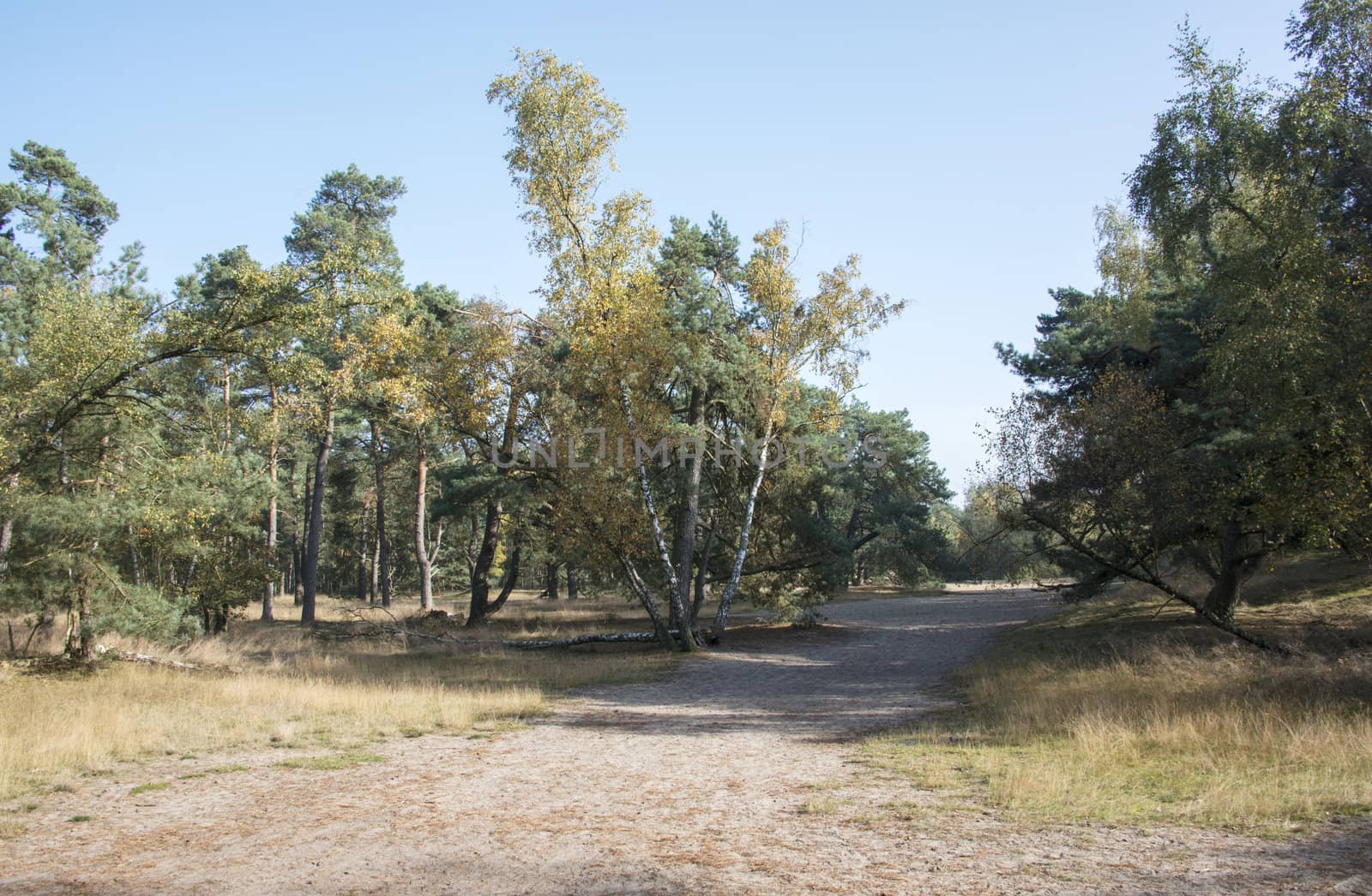 dutch landscape in  the area called luttezand