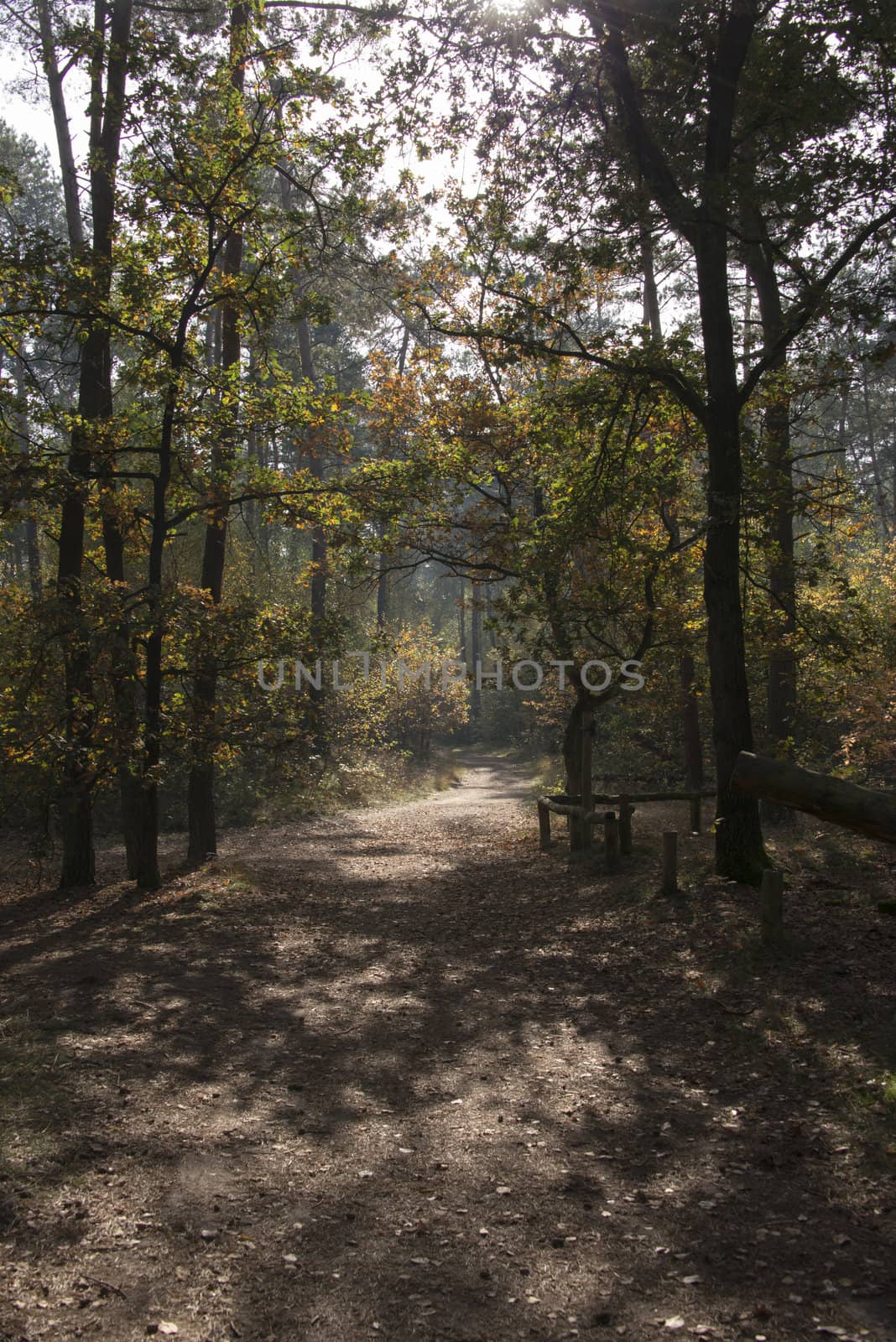 sunshine in autumn forest in netherlands