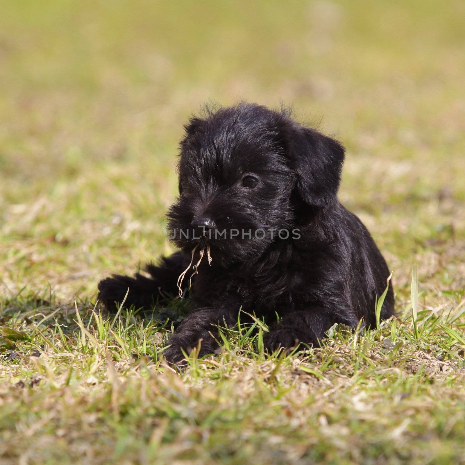 cute puppies in the meadow in spring time