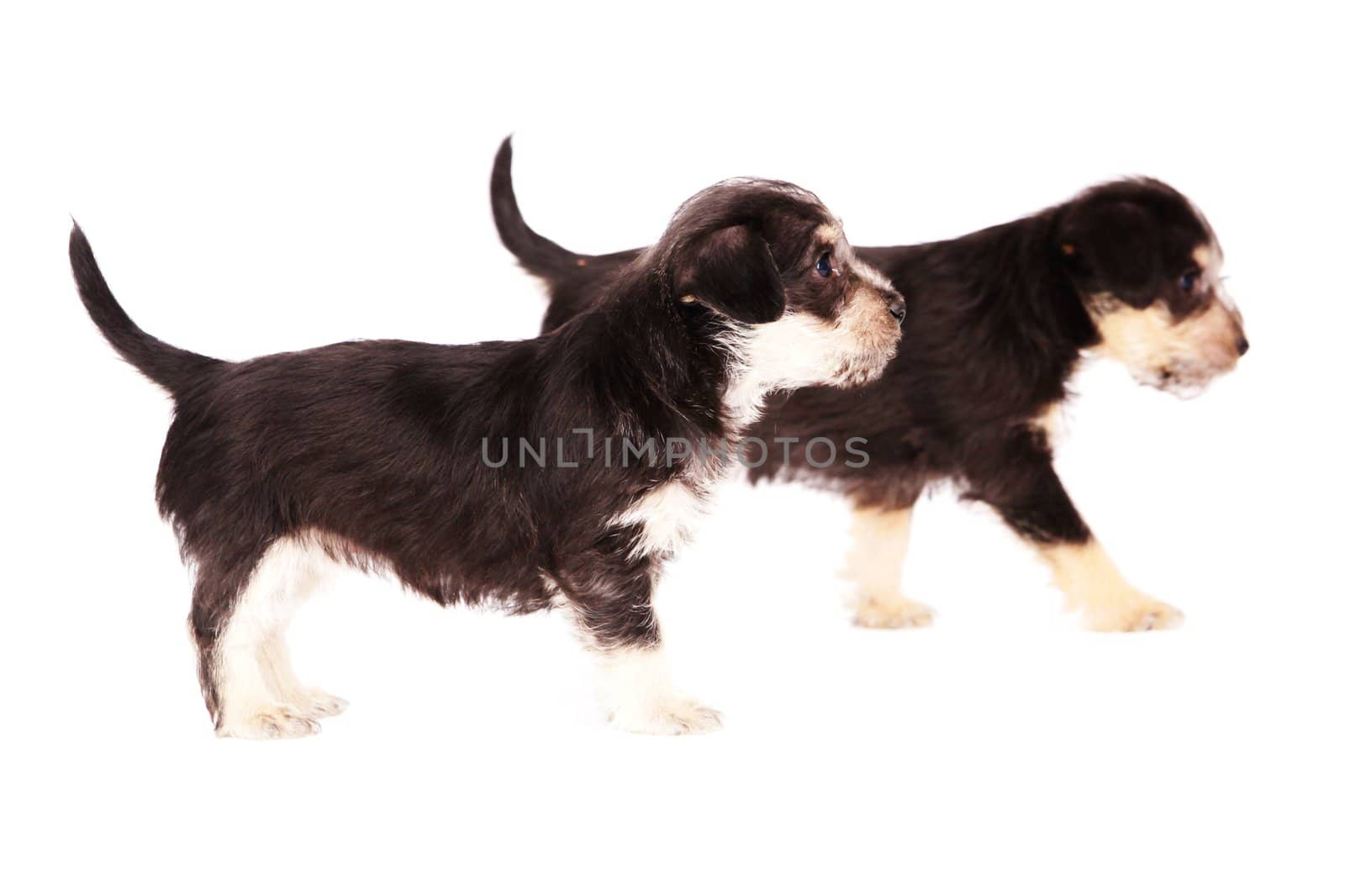 little puppies isolated on a white background