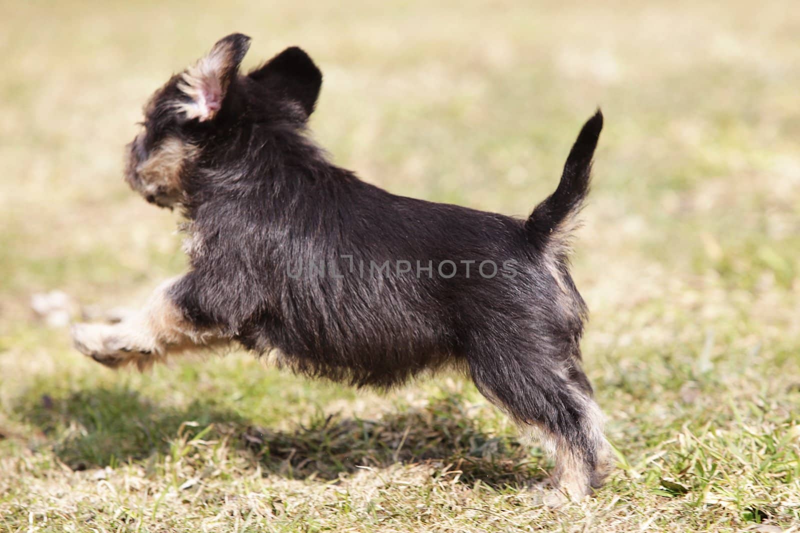 cute puppies in the meadow in spring time