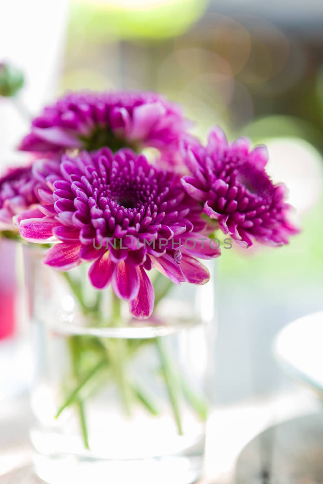 close up violet aster flower in glass on table