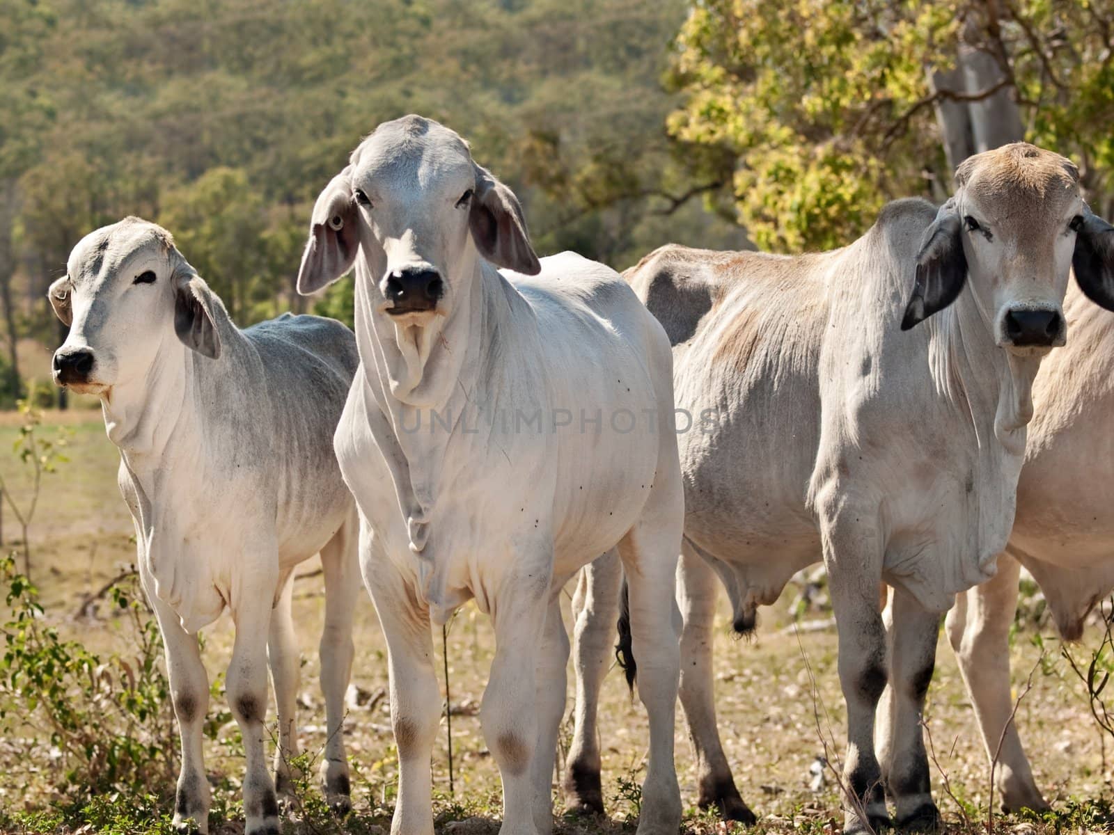 young Brahman cows in herd on rural ranch Australian beef cattle Australia cows for meat industry