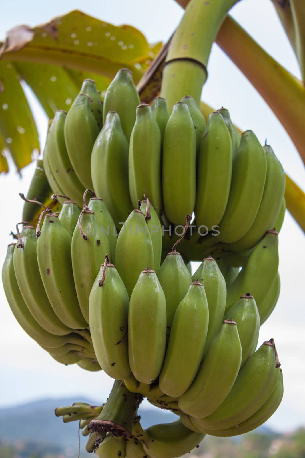 Banana bunch on tree  by punsayaporn