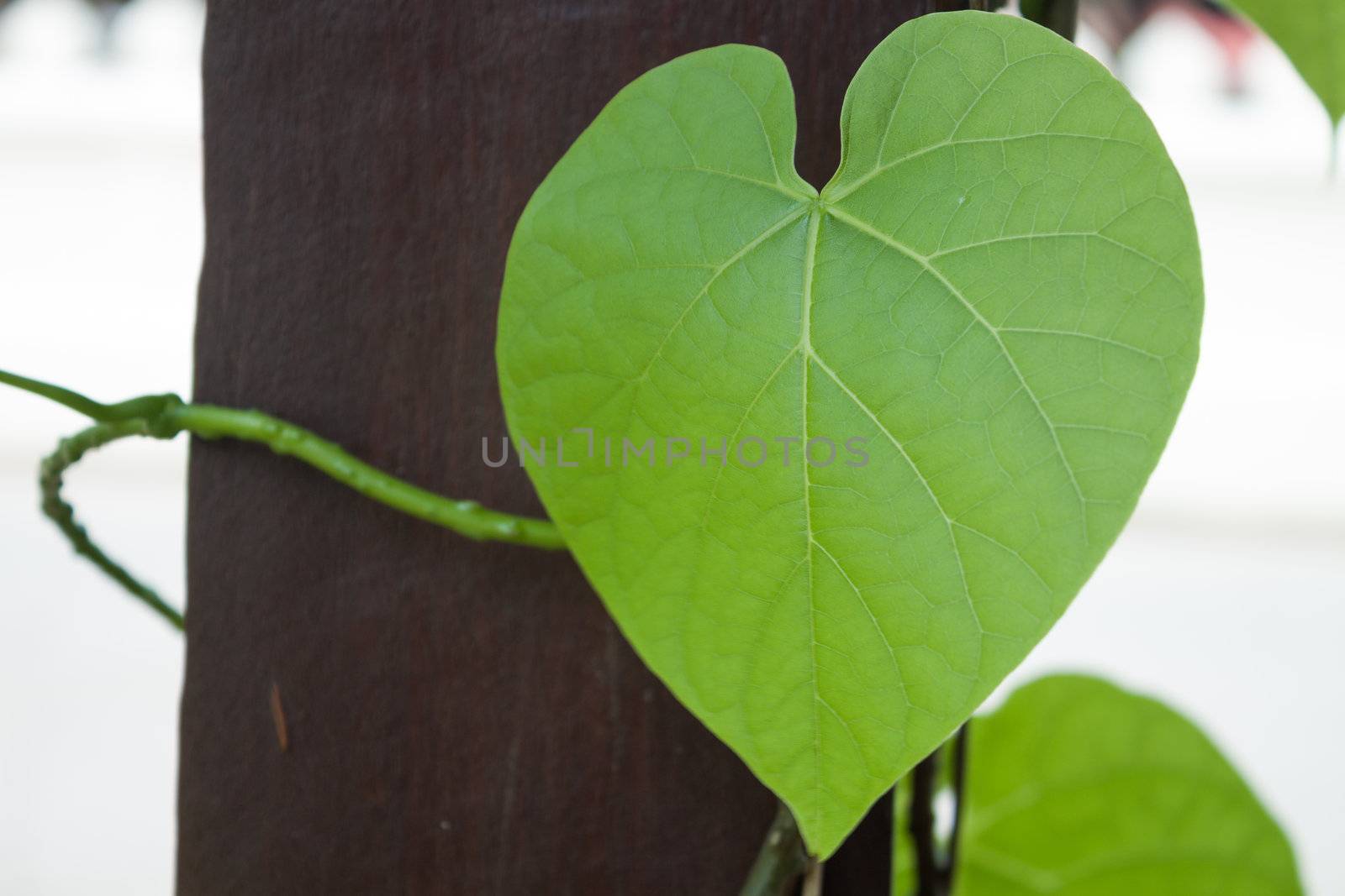 Green leaf by punsayaporn