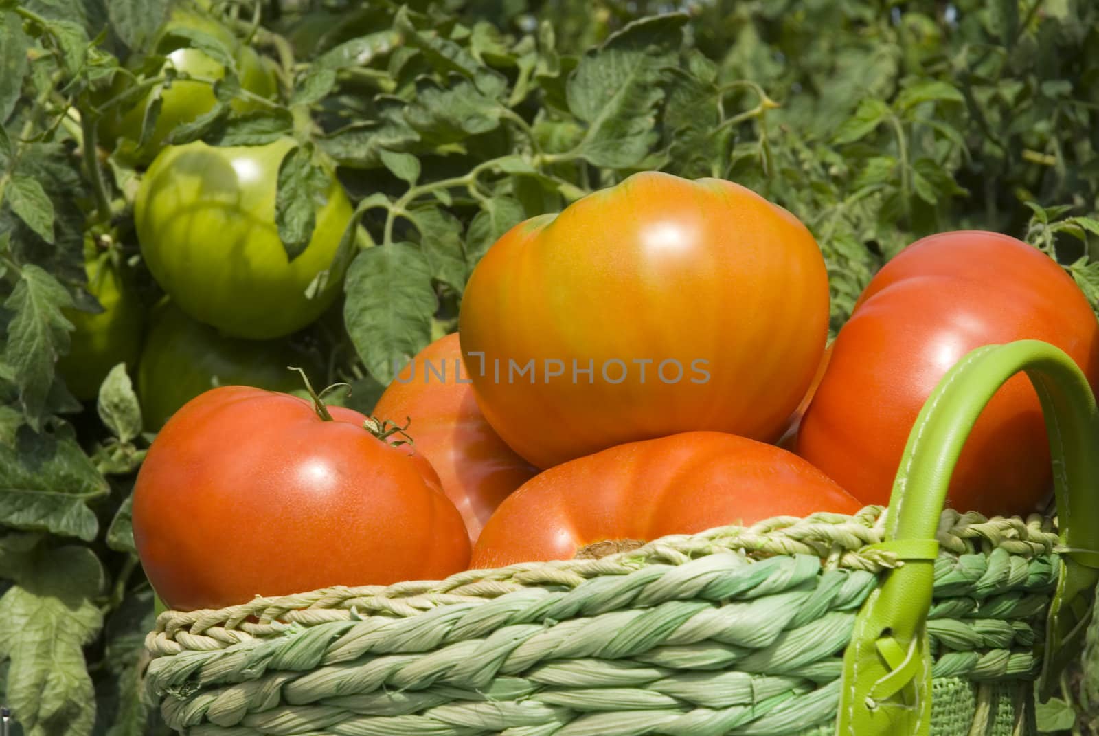 basket of tomatoes in the garden by Carche