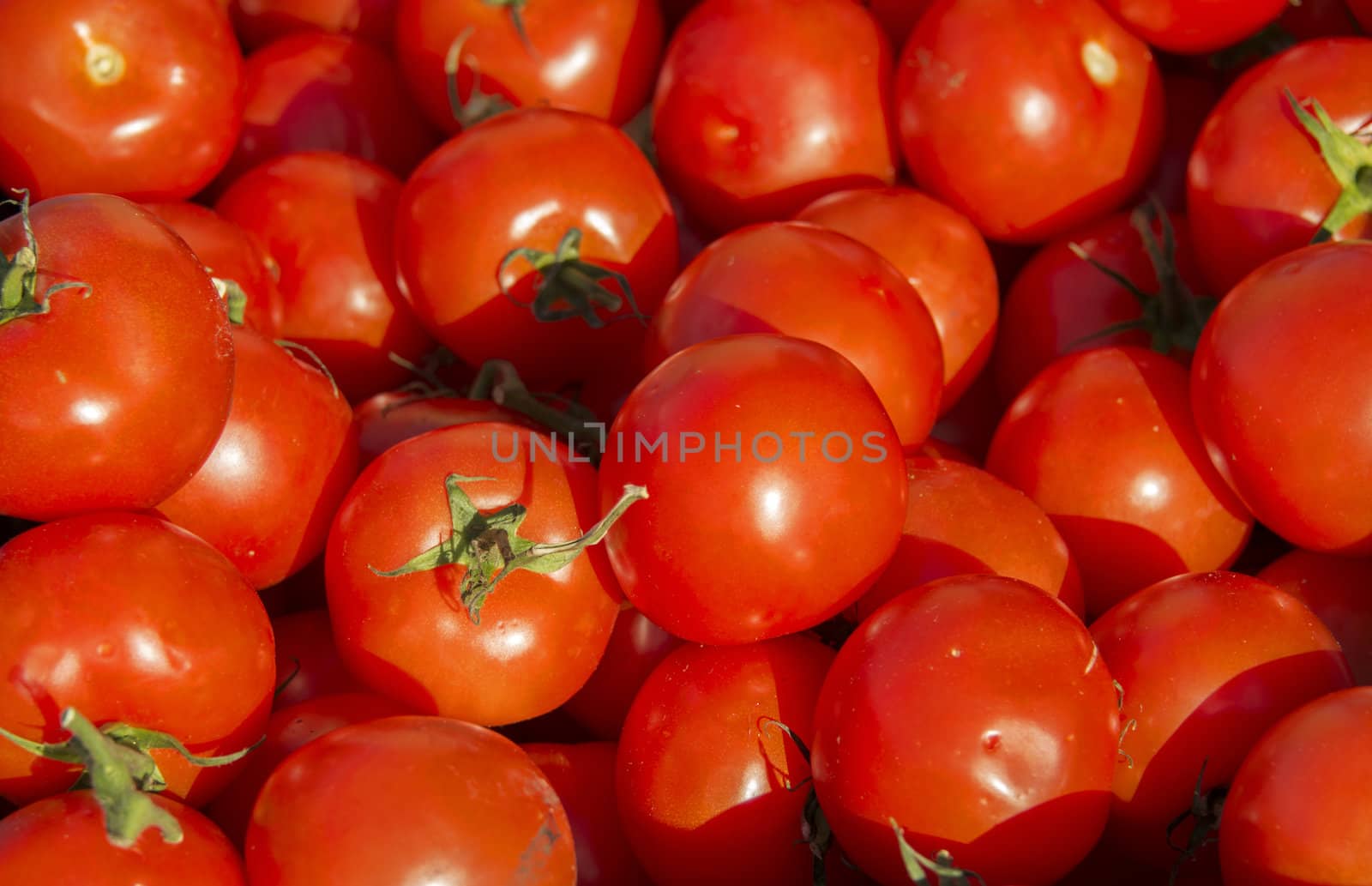 red tomatoes with green leaves