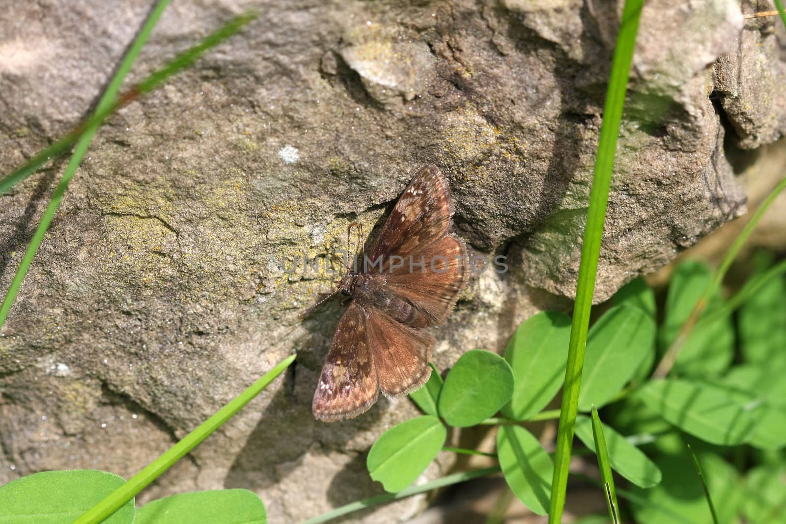 Wild Indigo Duskywing Butterfly warming on rock in late summer