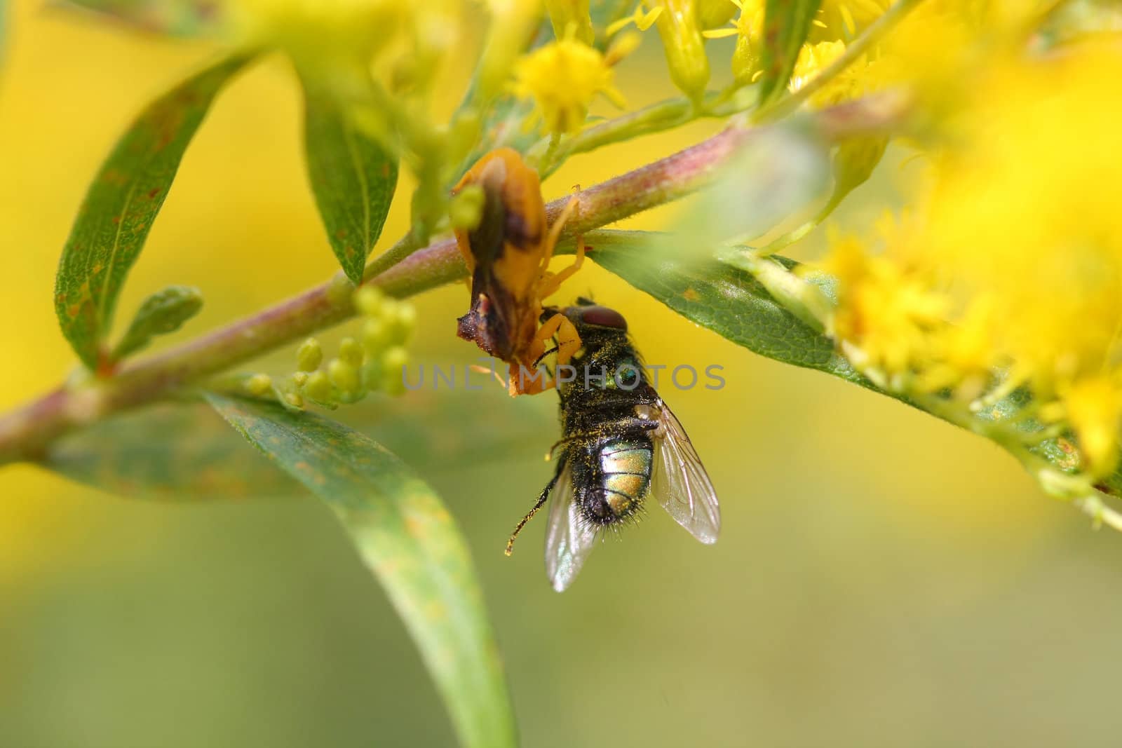 Ambush bug with common green bottle fly