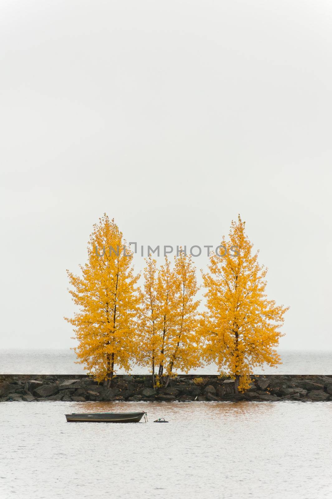Trees in autumn color on a harbor quay by 3523Studio