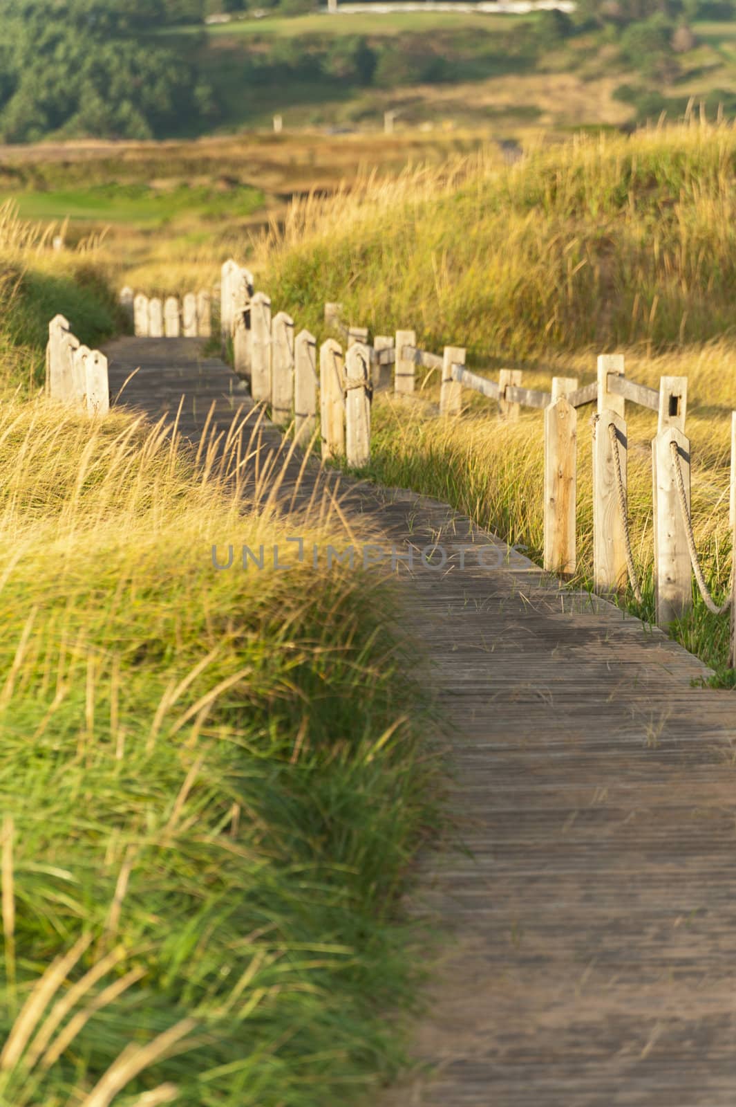 Wooden walkway through the dunes on a warm morning