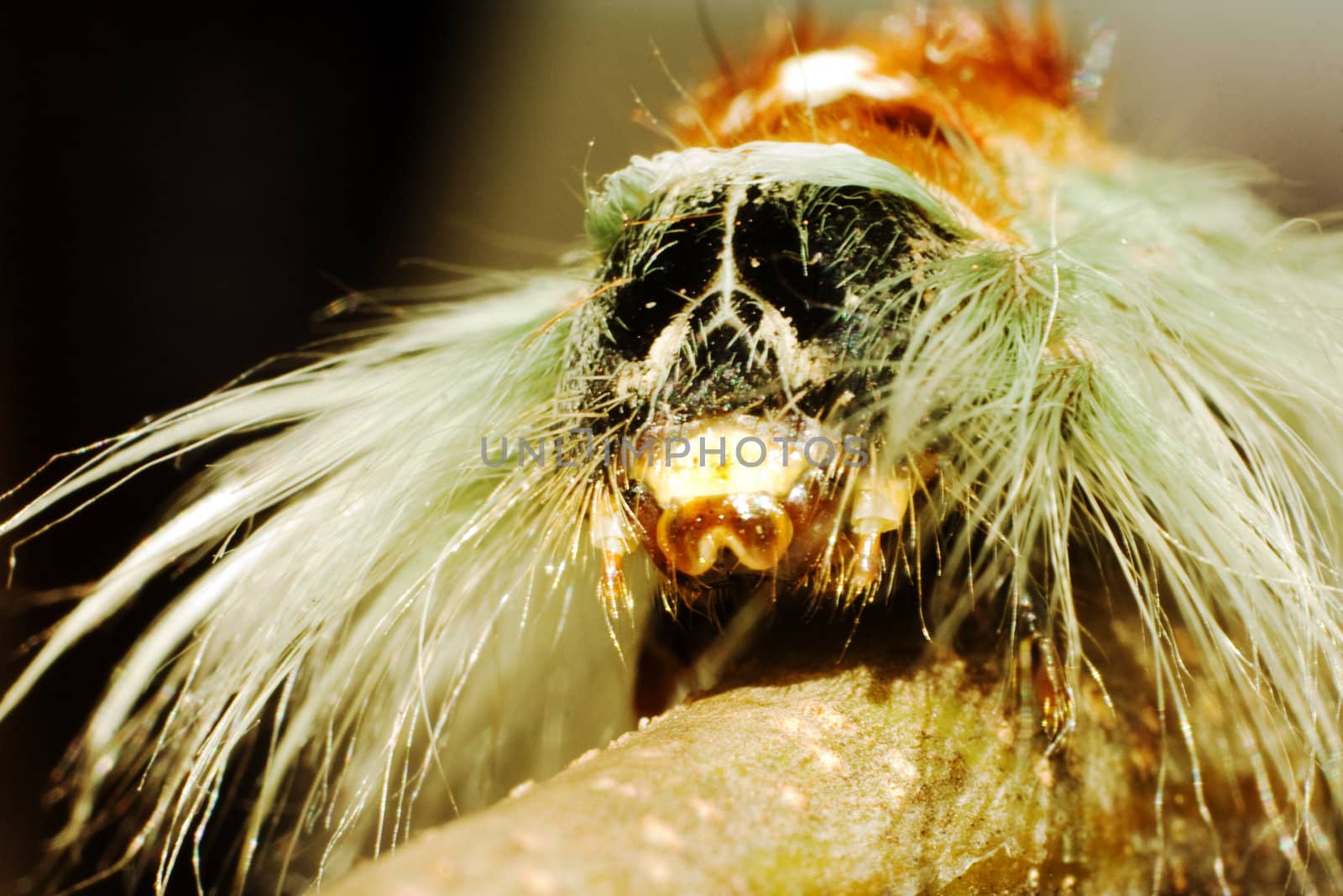 The hairy caterpillar of the Cape Lappet Moth very close up
