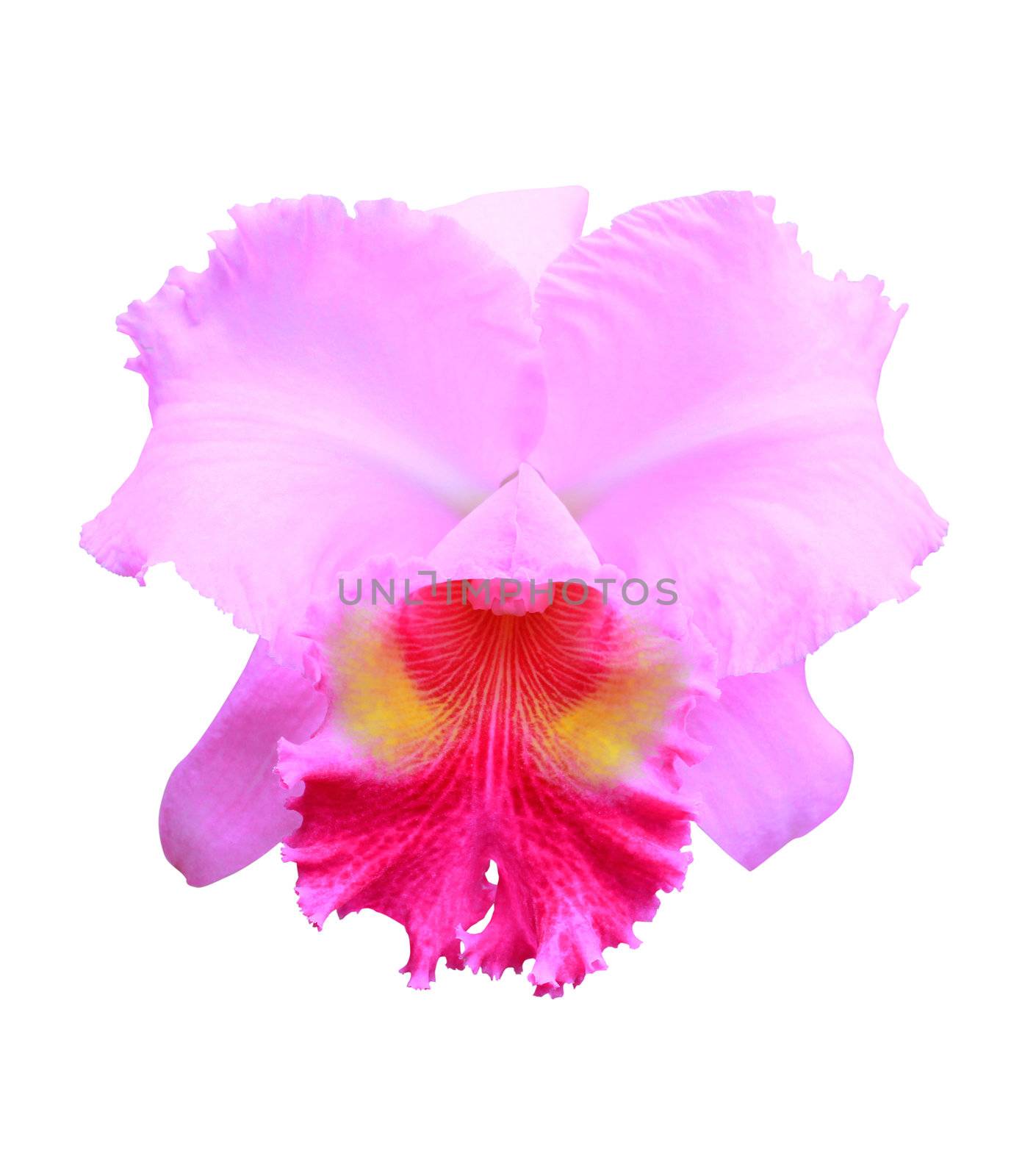 Pink orchid isolated on the white background 