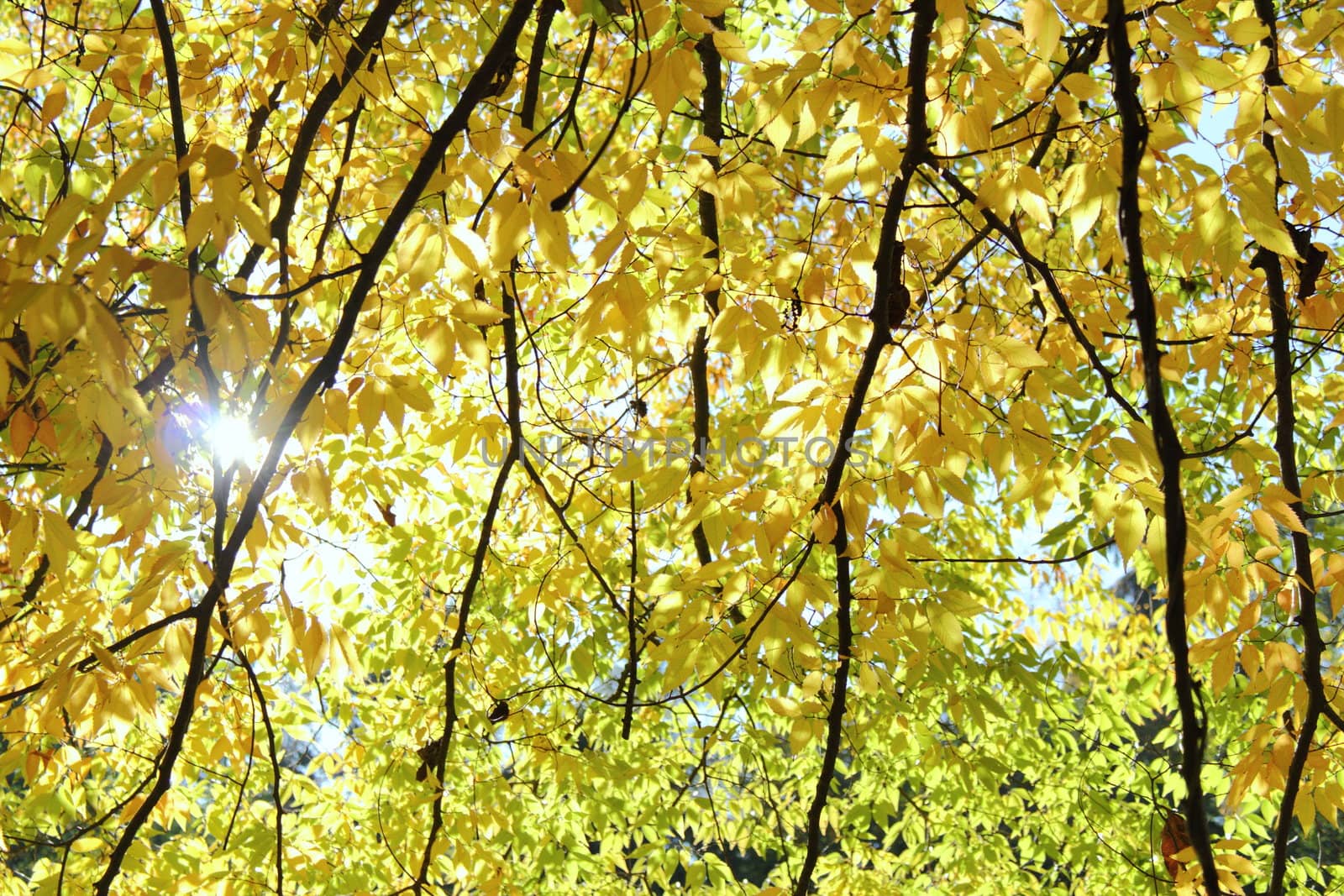 beautiful autumn leaves filter the light from the sun