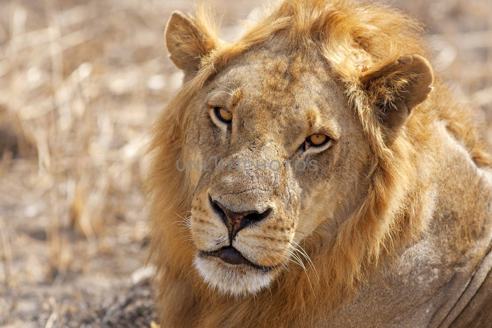 Wild lion in the African Savannah, Tanzania