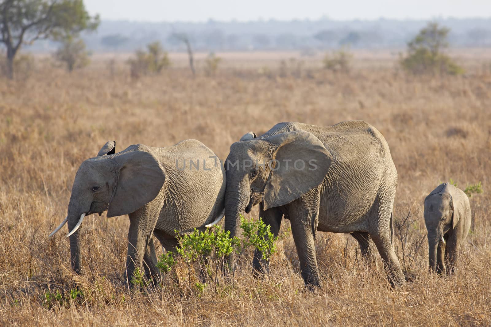 Wild Elephant in the Savannah in Mikumi, Tanzania